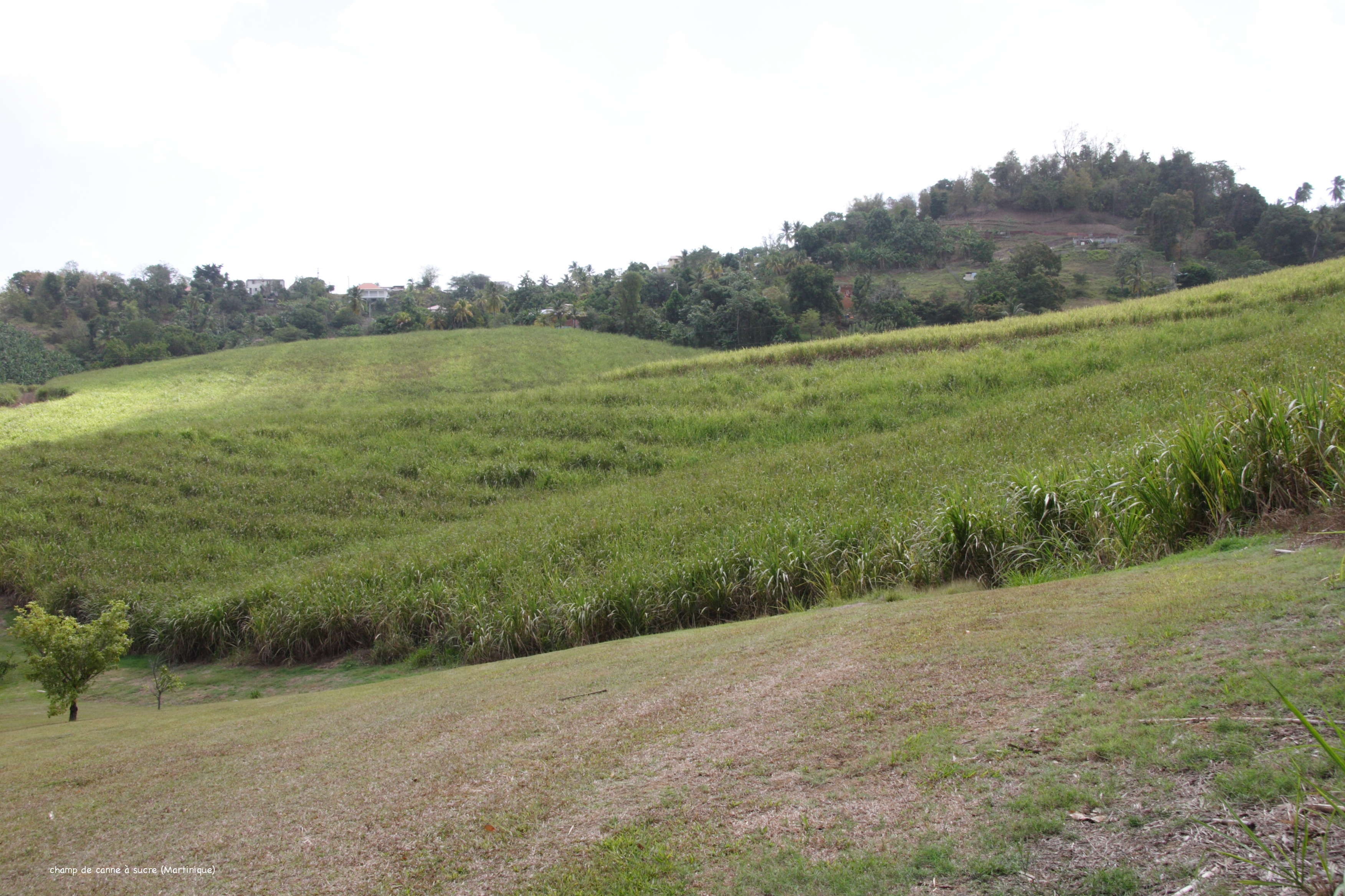 saccharum_officinarum3md