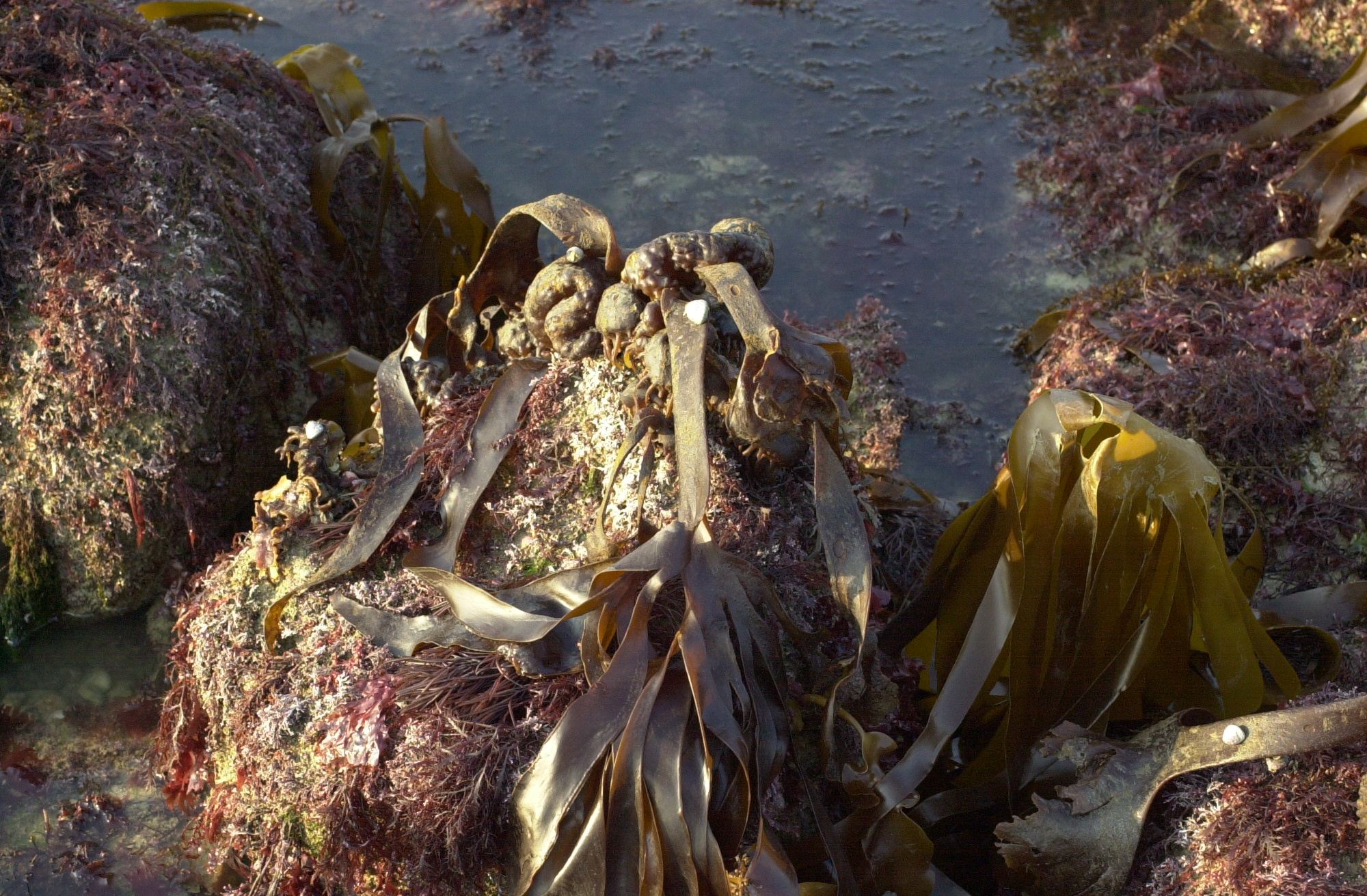 Afficher le média saccorhiza_polyschides2md saccorhiza_polyschides2md