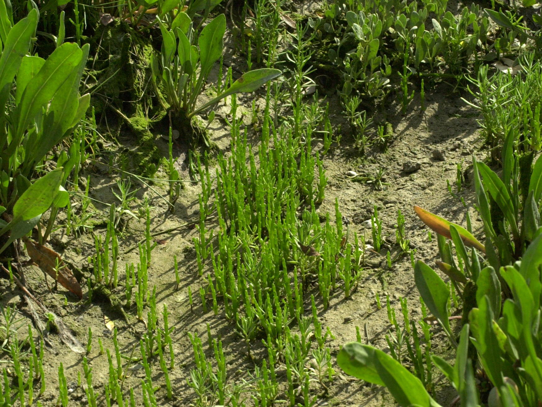 Afficher le média Salicornia_europaea Salicornia_europaea