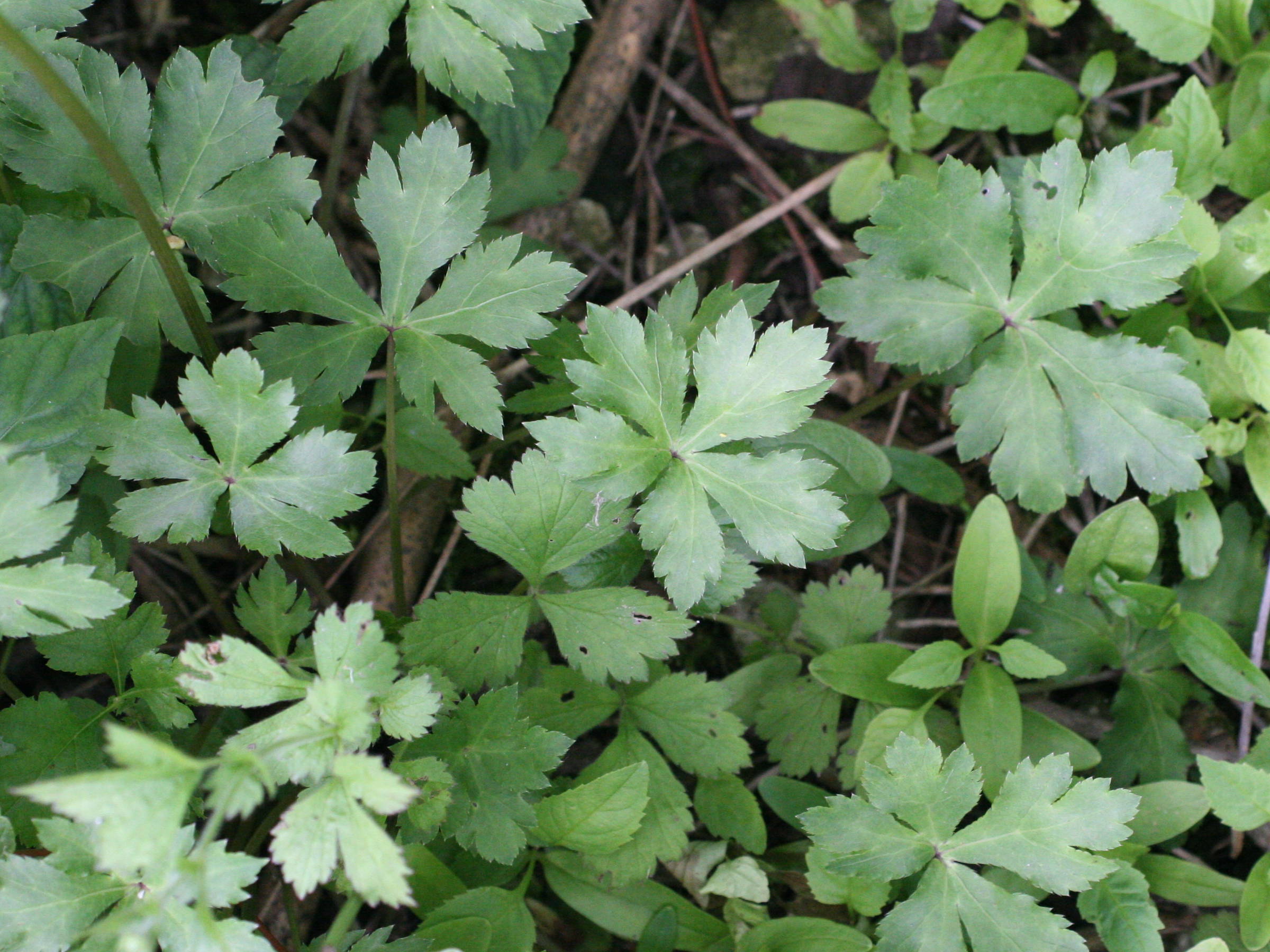 sanicula_europaea3md