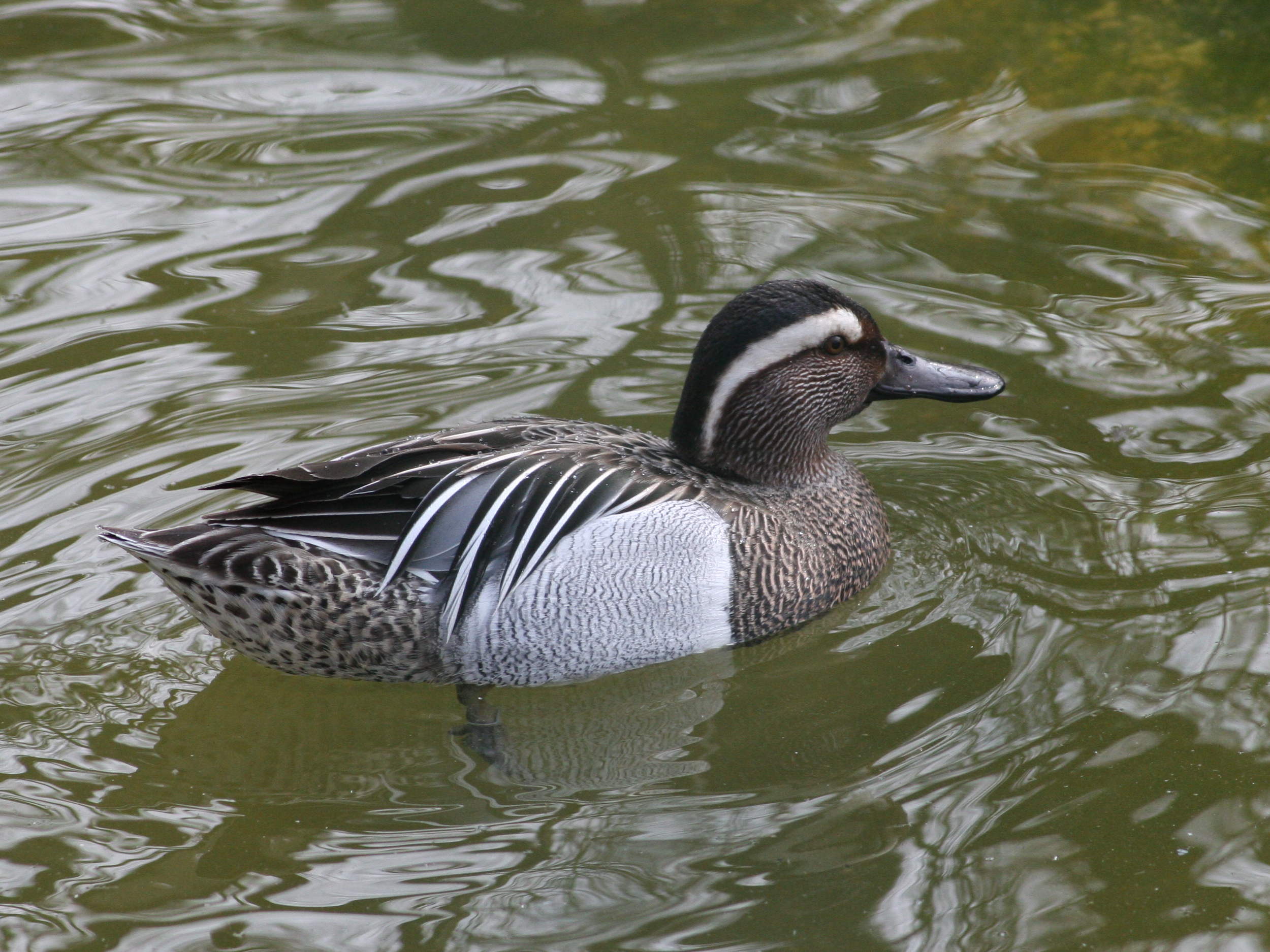 sarcelle_d-ete_-_anas_querquedula1md