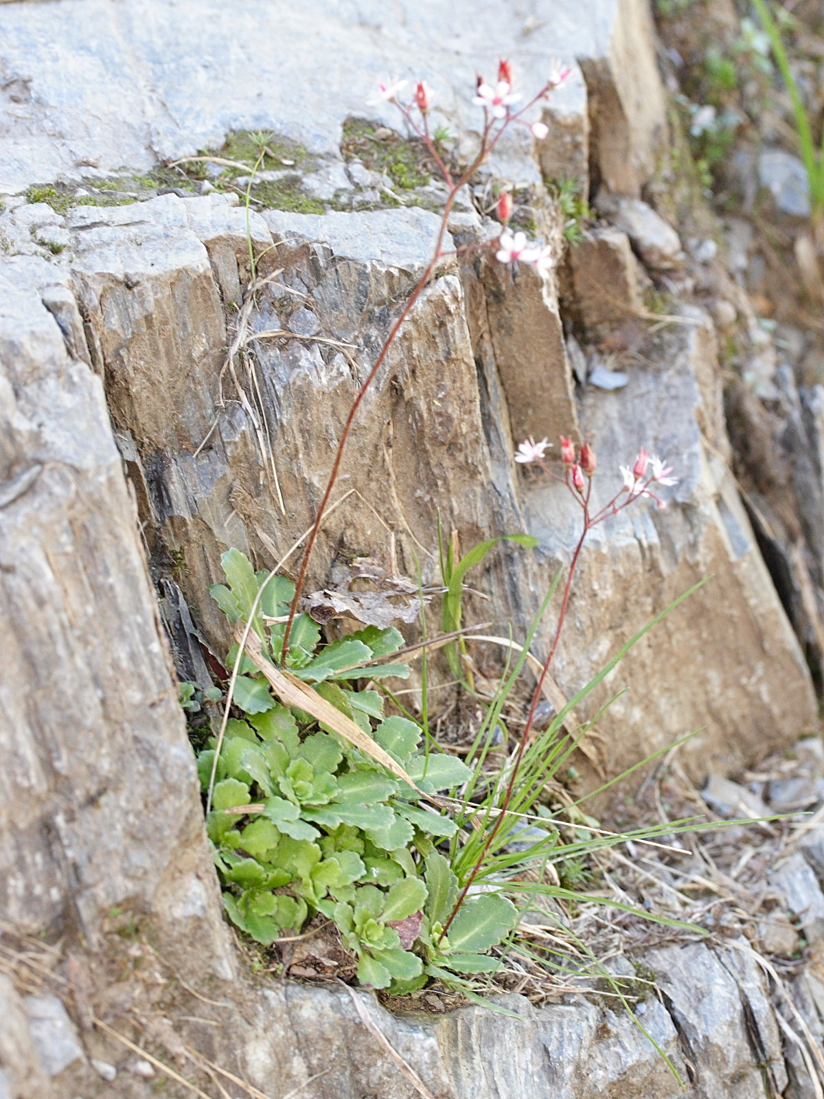 saxifraga_cuneifolia1bmd