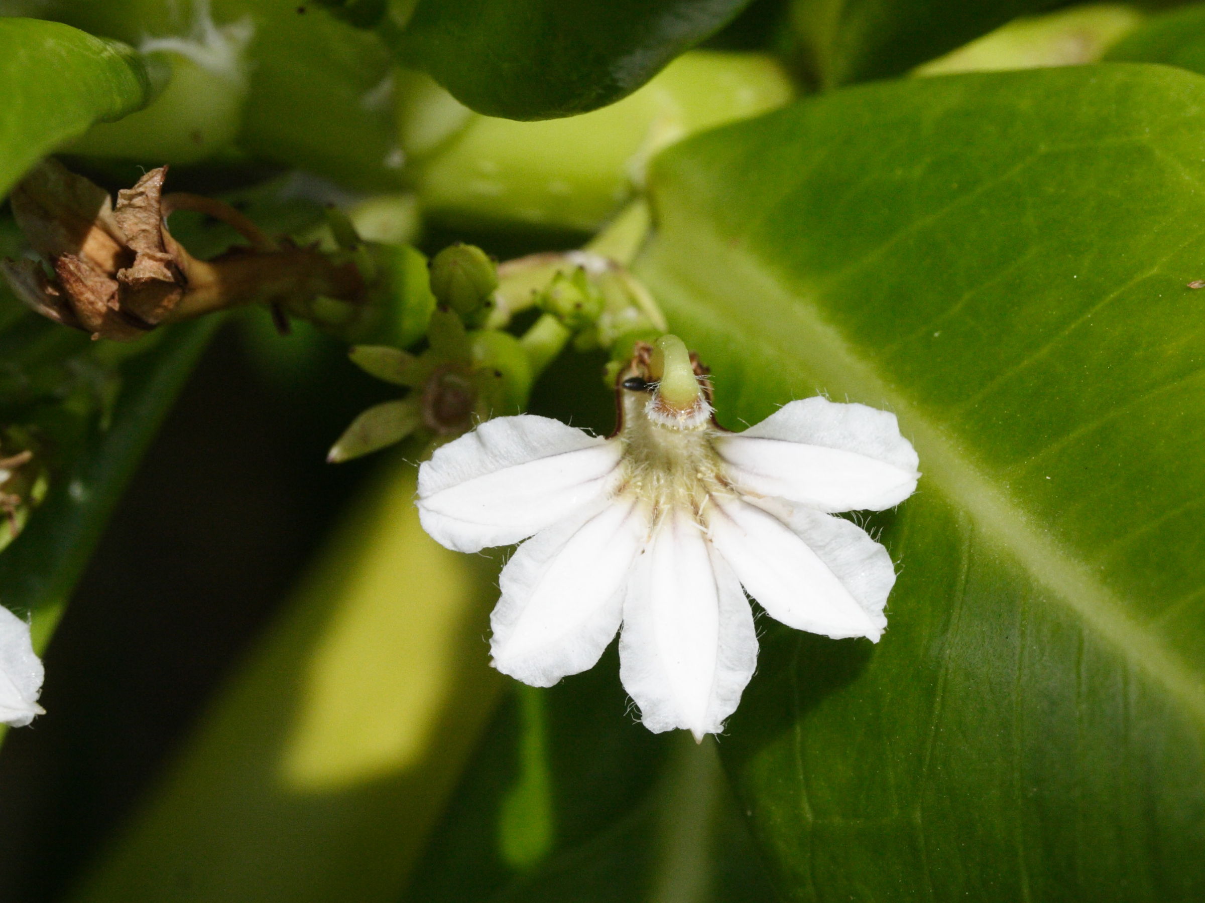 scaevola_taccada3md