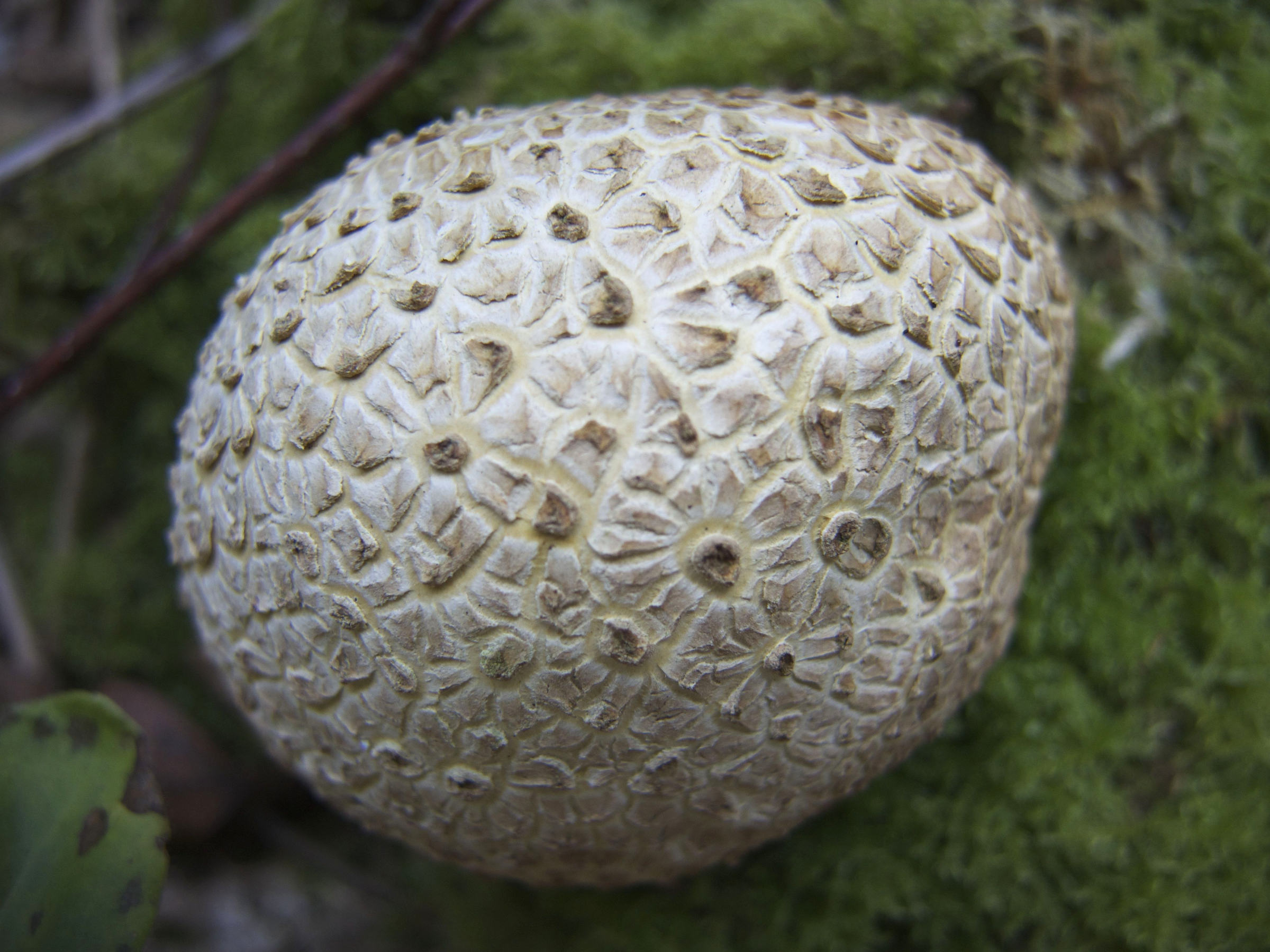 Afficher le média scleroderma_citrinum1md scleroderma_citrinum1md