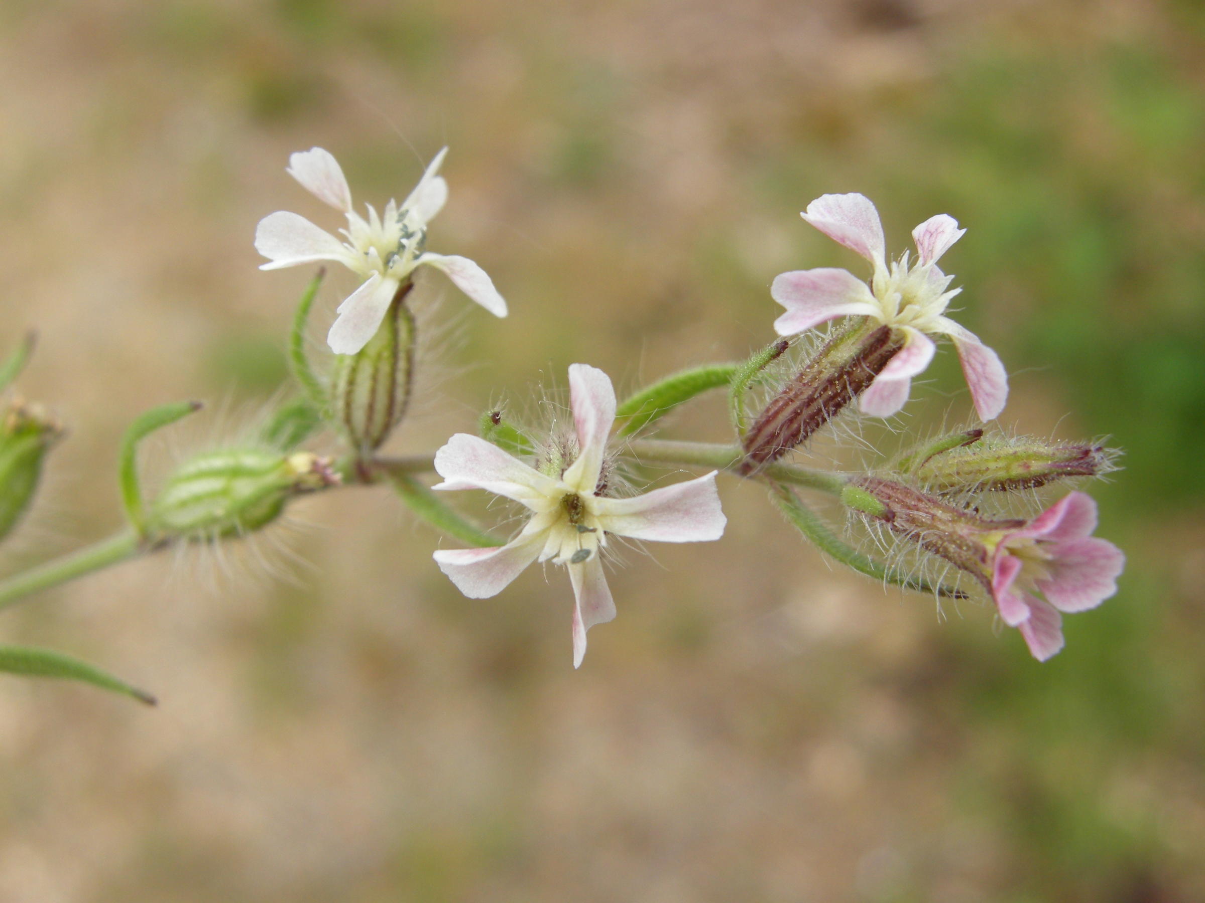 Afficher le média silene_gallica3bmd silene_gallica3bmd