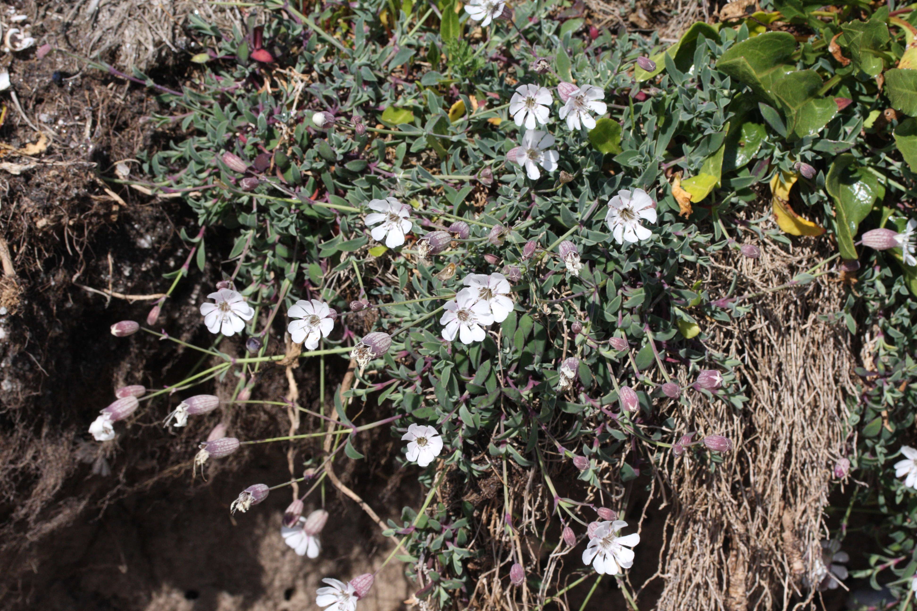 silene_vulgaris_maritima2md