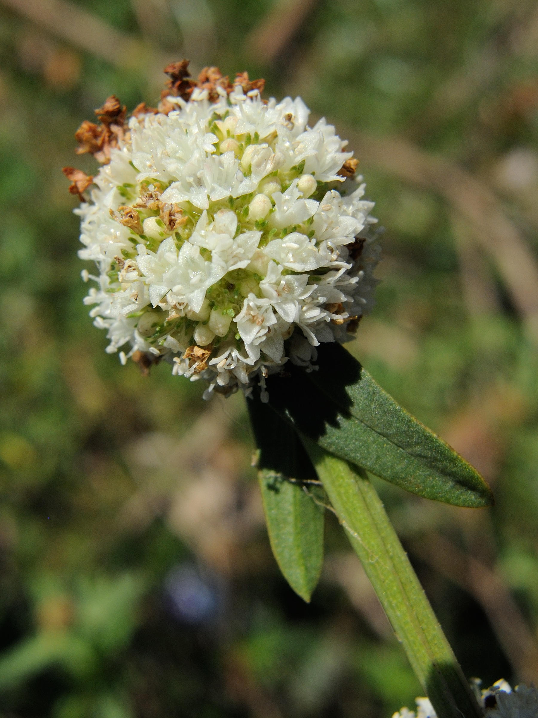 spermacoce_verticillata1md