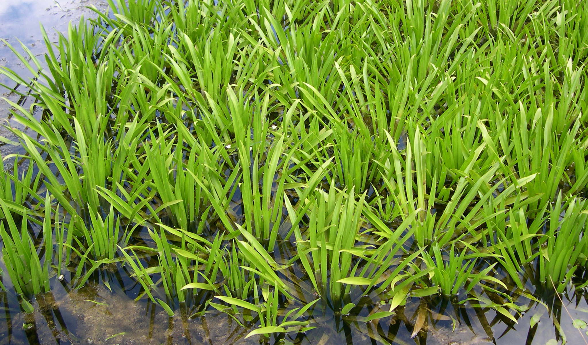 stratiotes_aloides4md