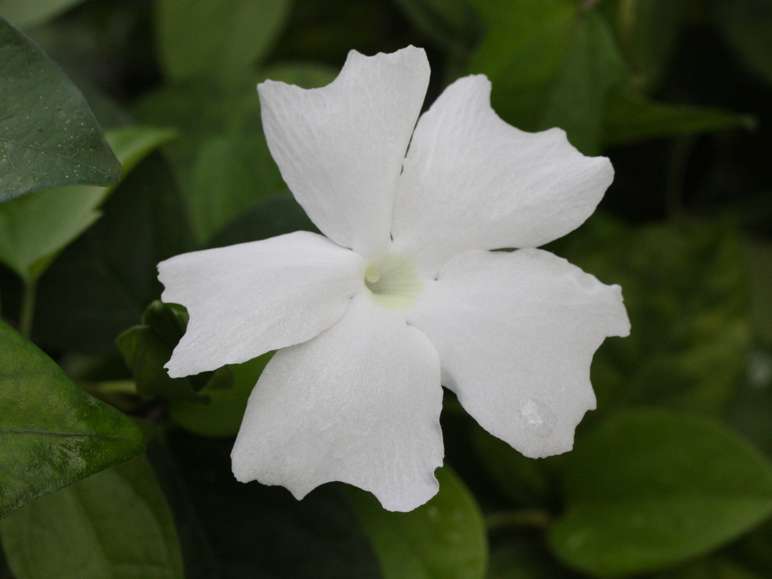 thunbergia_laevis2md