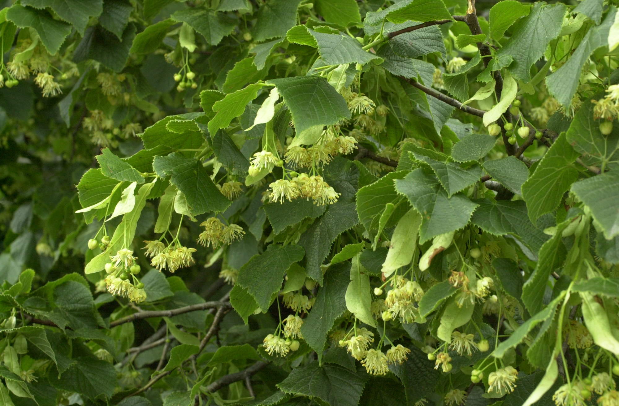 Afficher le média tilia_platyphyllos1md tilia_platyphyllos1md