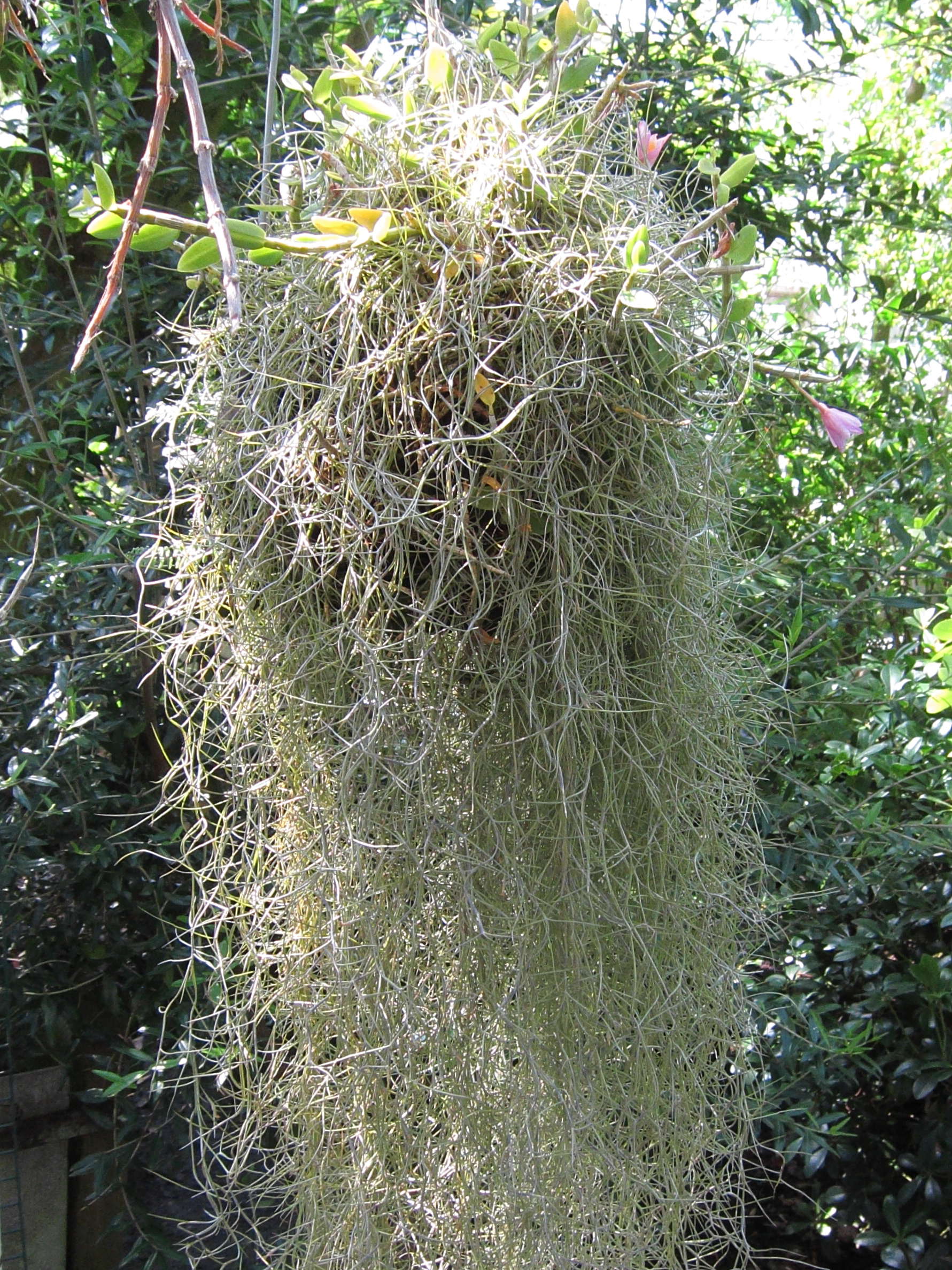 tillandsia_usneoides2bd