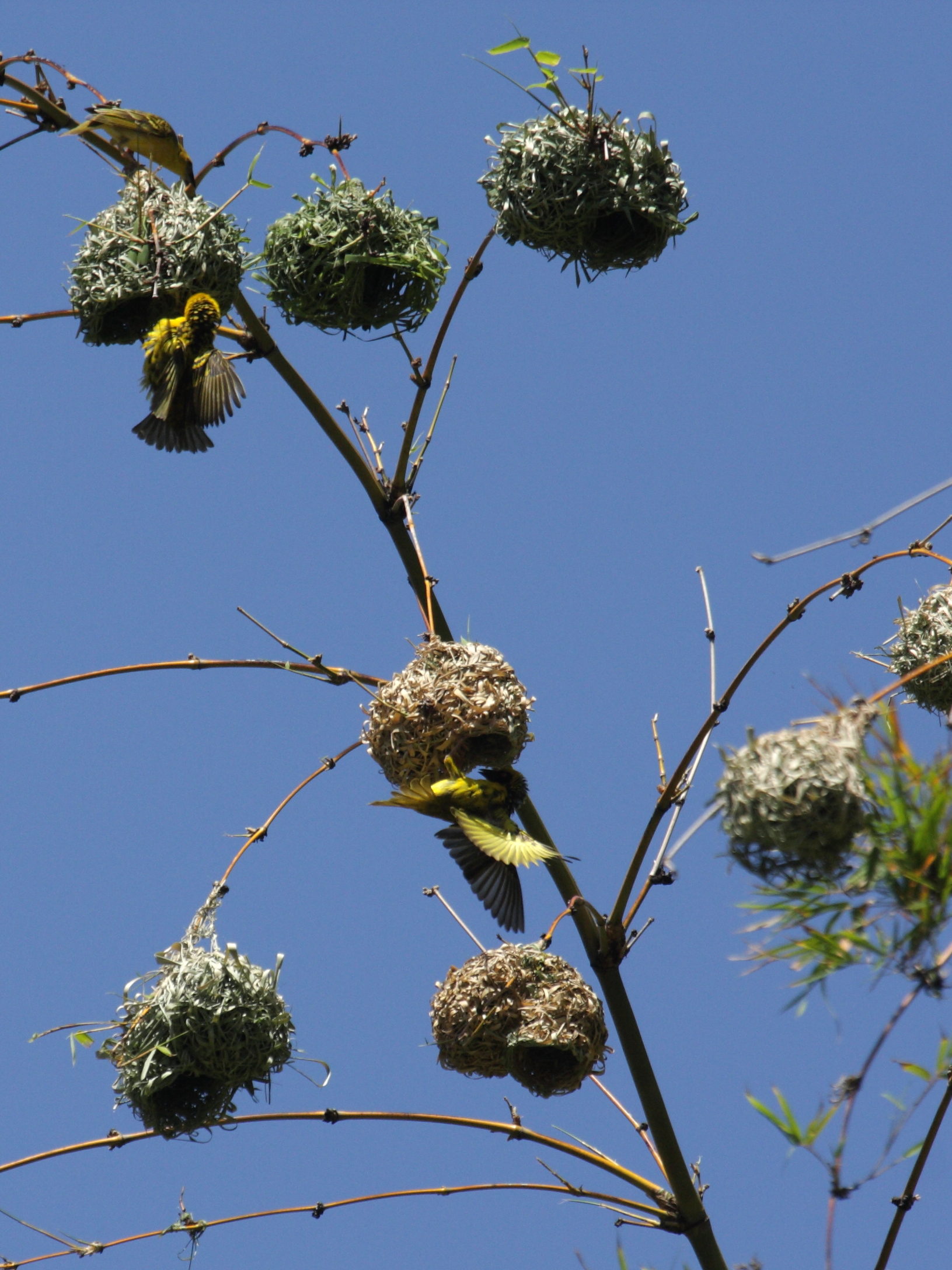 tisserin_gendarme_-_ploceus_cucullatus_spilonotus3bd