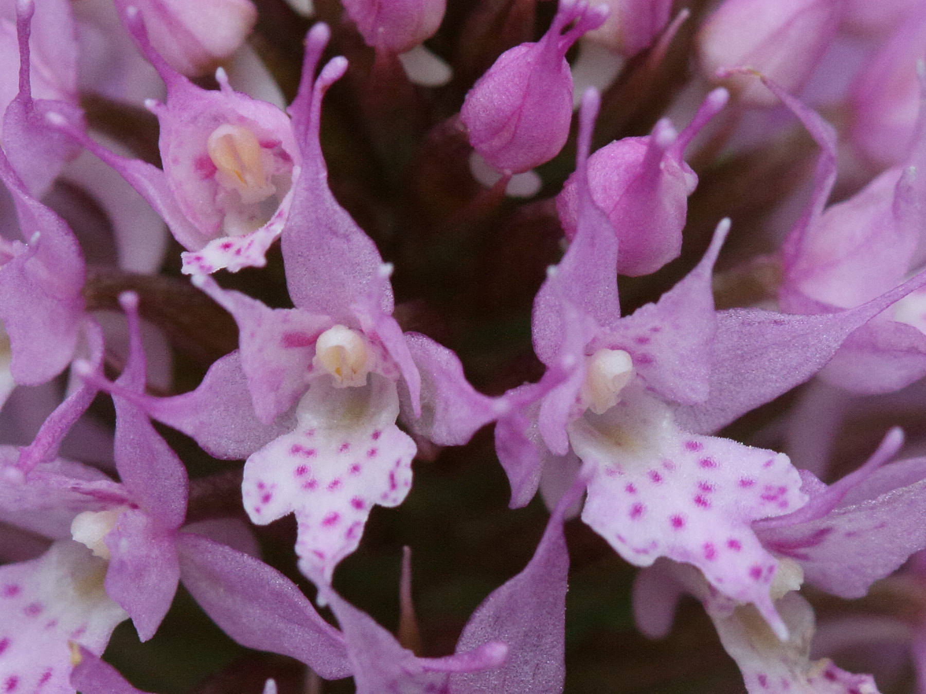 Afficher le média traunsteinera_globosa3bd traunsteinera_globosa3bd