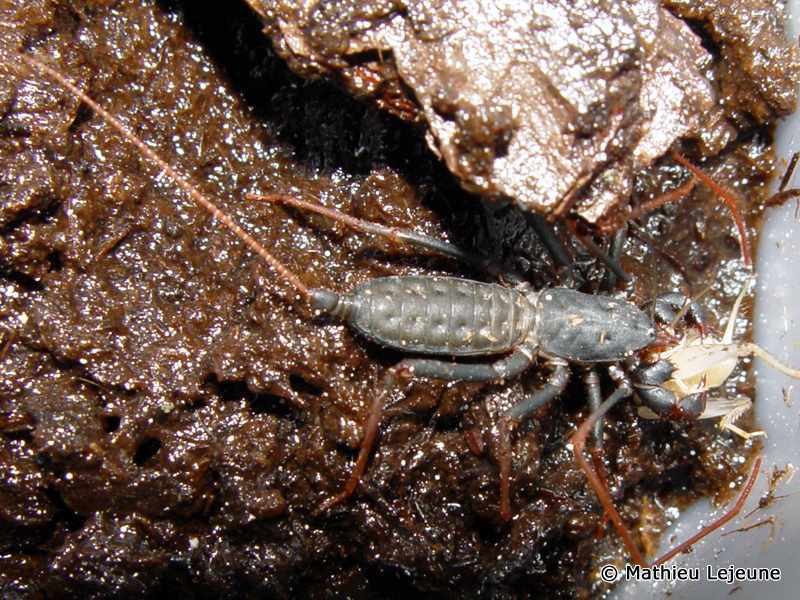 typopeltis_guangxiensis1ml