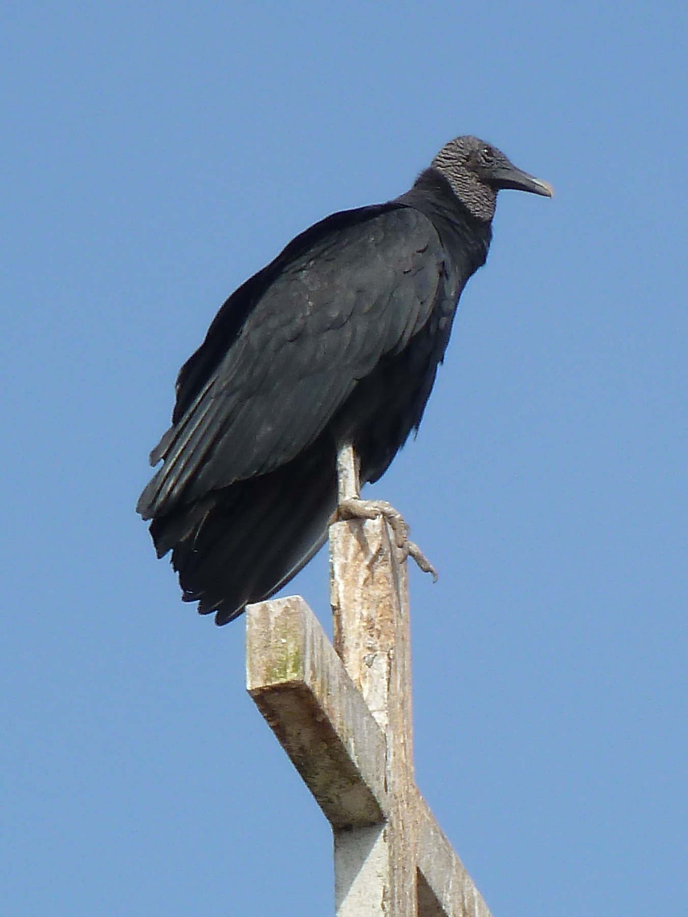 urubu_a_tete_noire_-_coragyps_atratus2gc