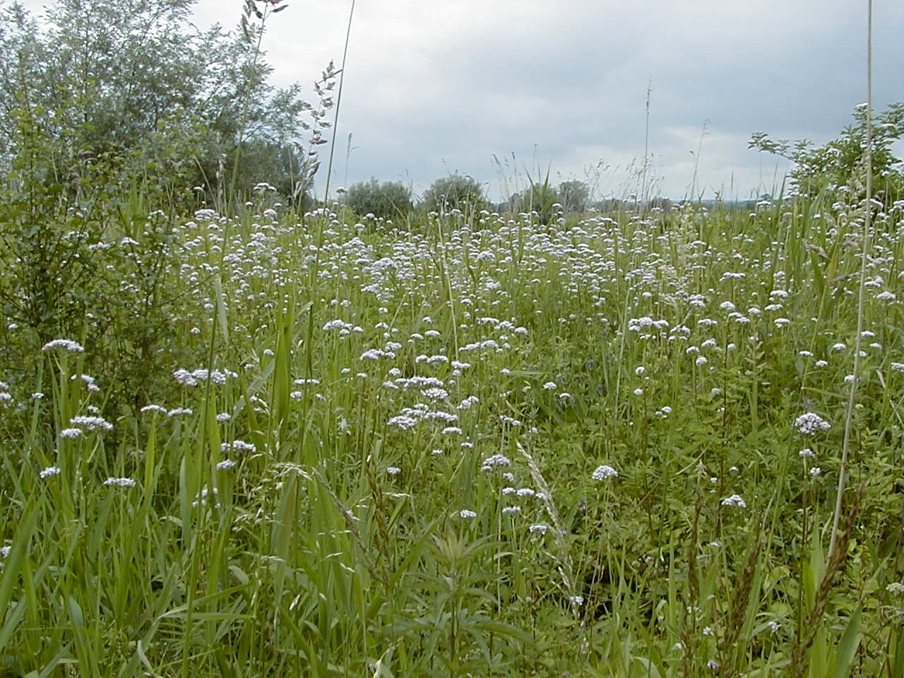 Afficher le média Valeriana_officinalis Valeriana_officinalis