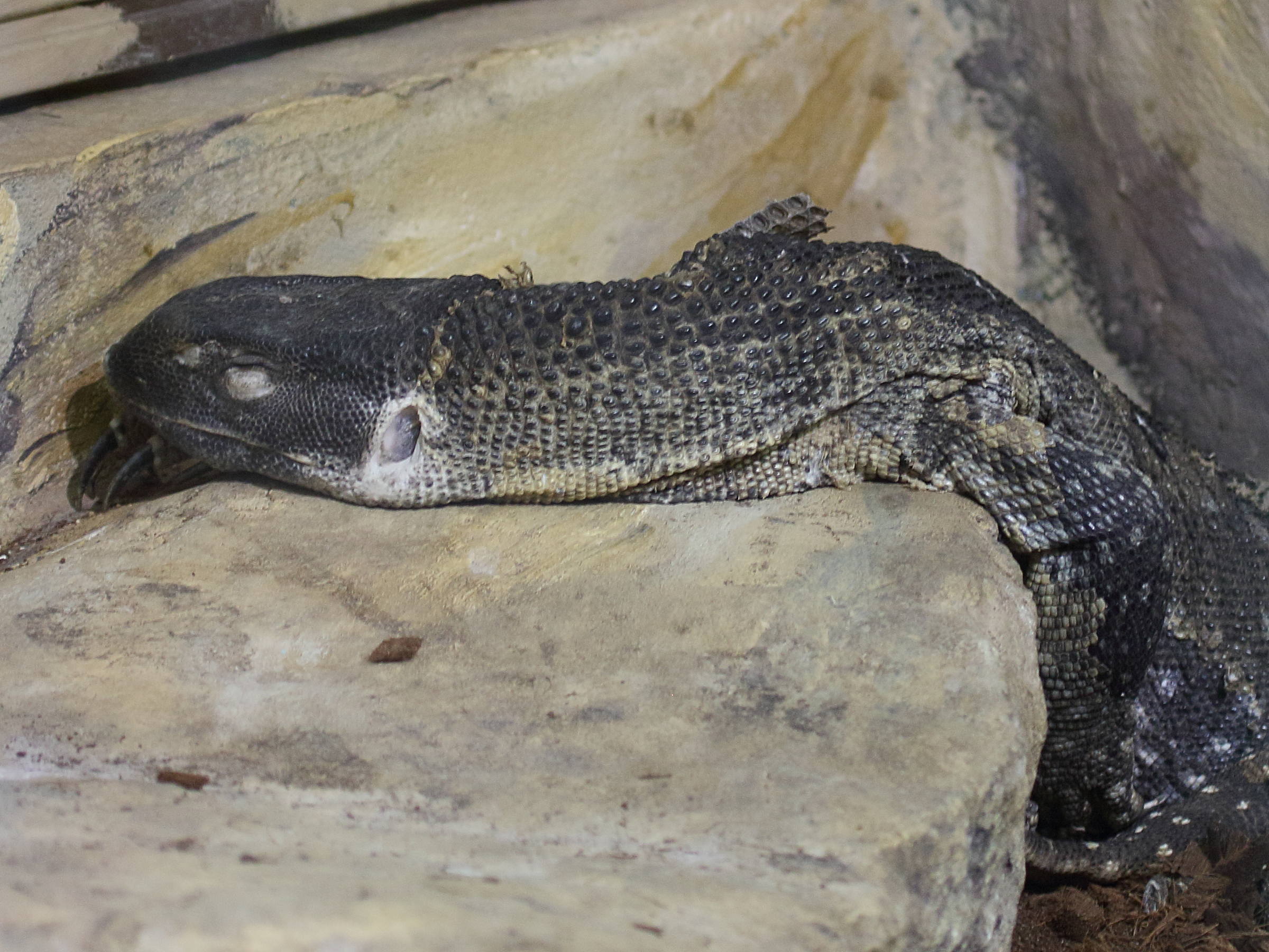 varanus_albigularis1bd