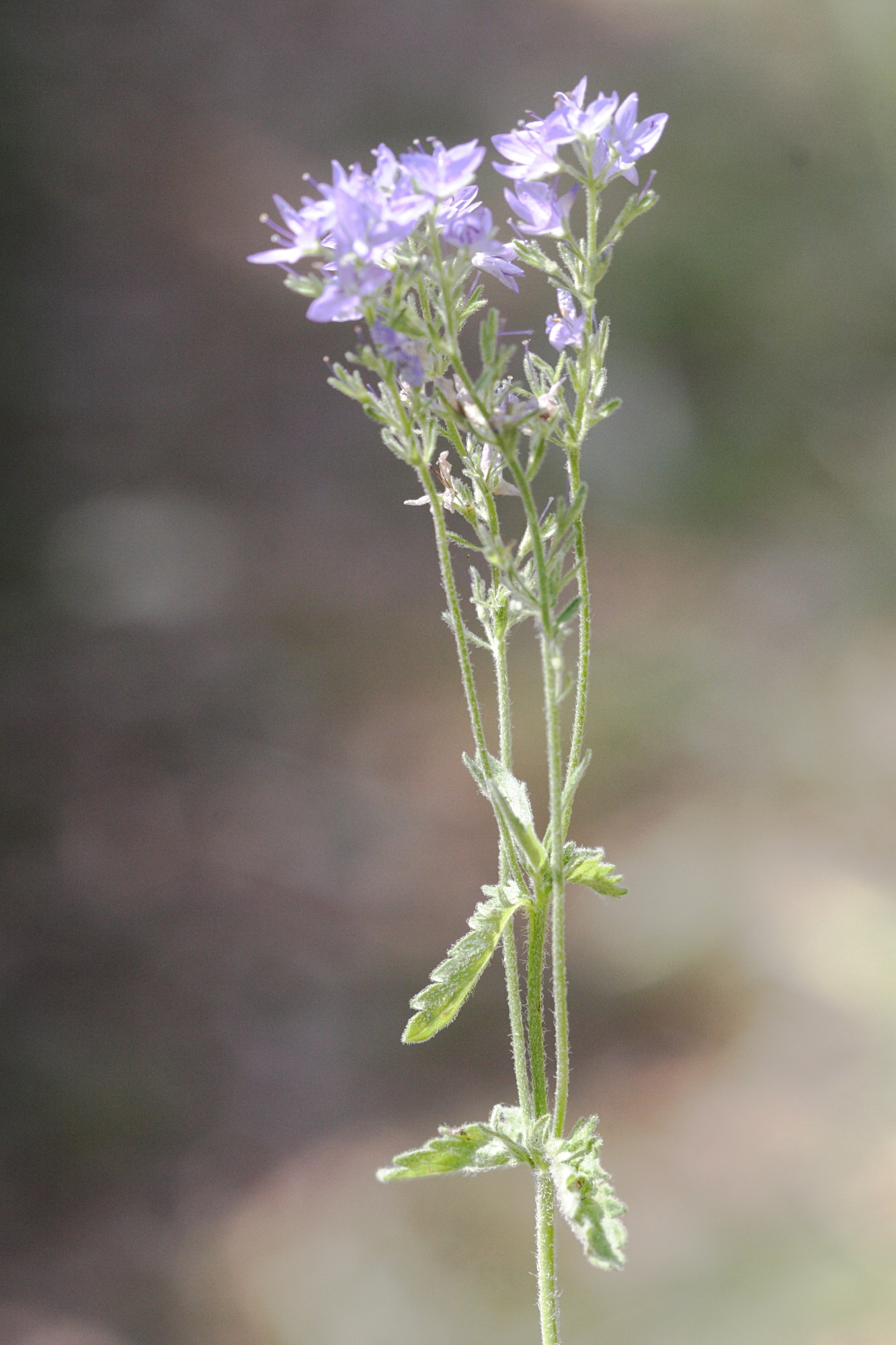 Afficher le média veronica_austriaca_dubia1md veronica_austriaca_dubia1md