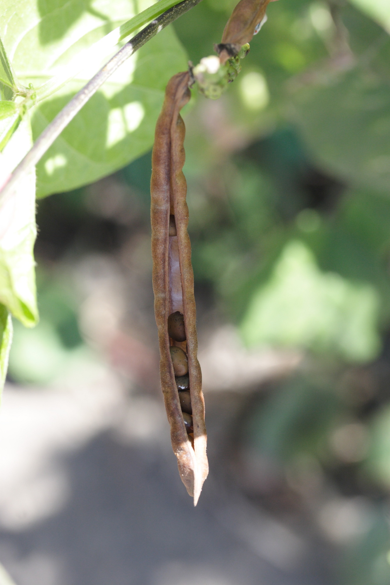 vigna_unguiculata5md