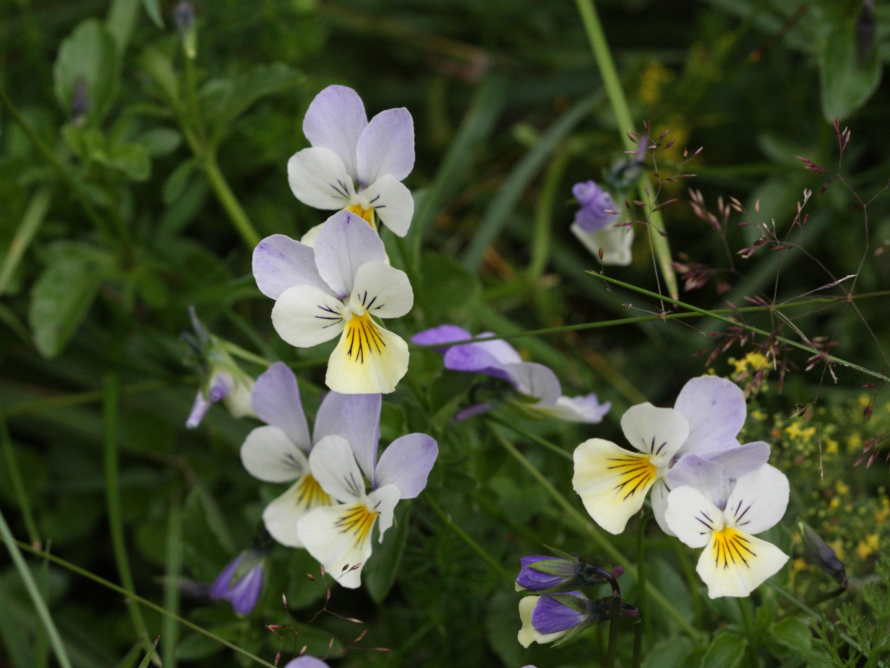 Viola_tricolor