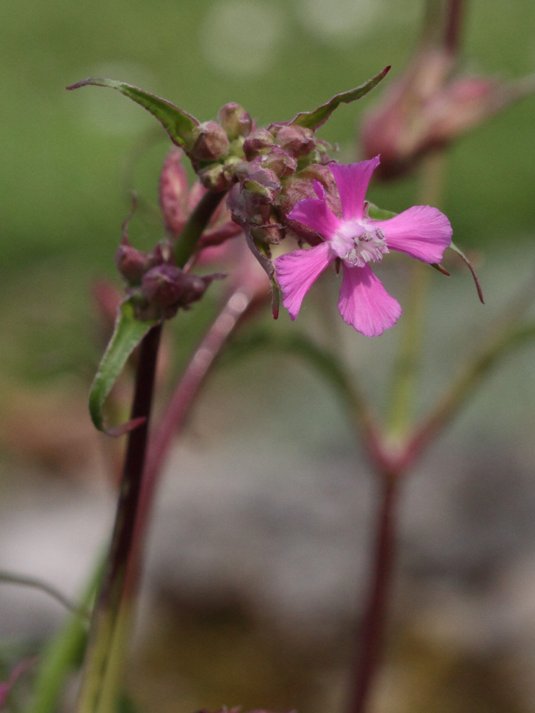 Afficher le média viscaria_vulgaris4bd viscaria_vulgaris4bd