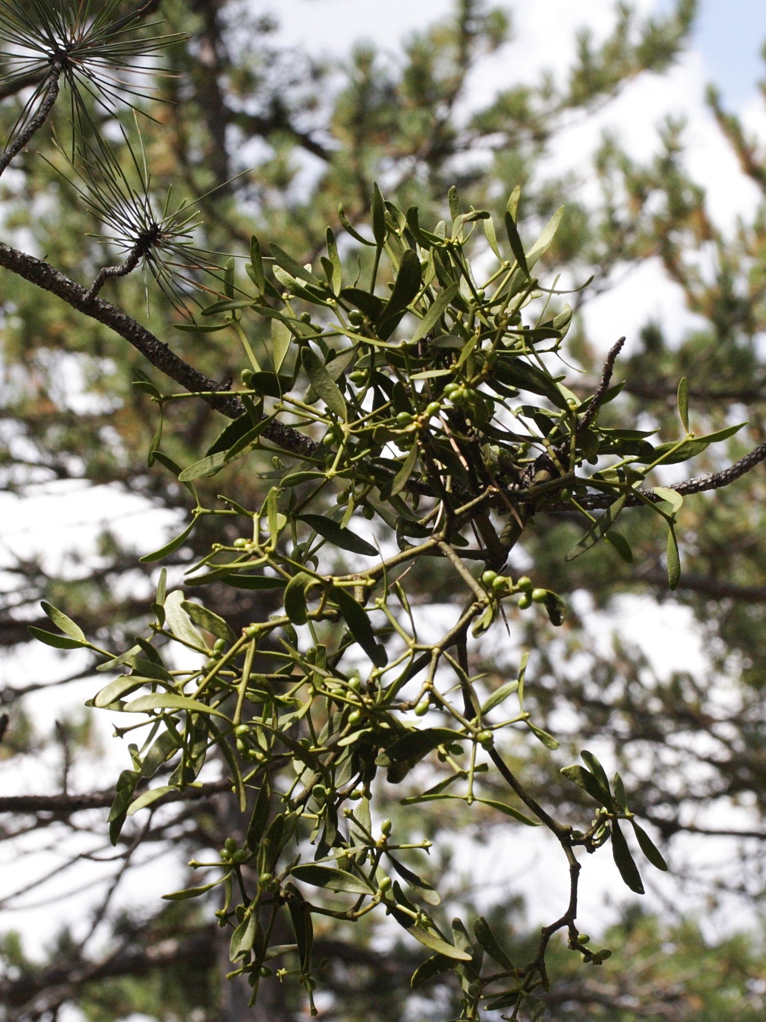 viscum_album_austriacum1md