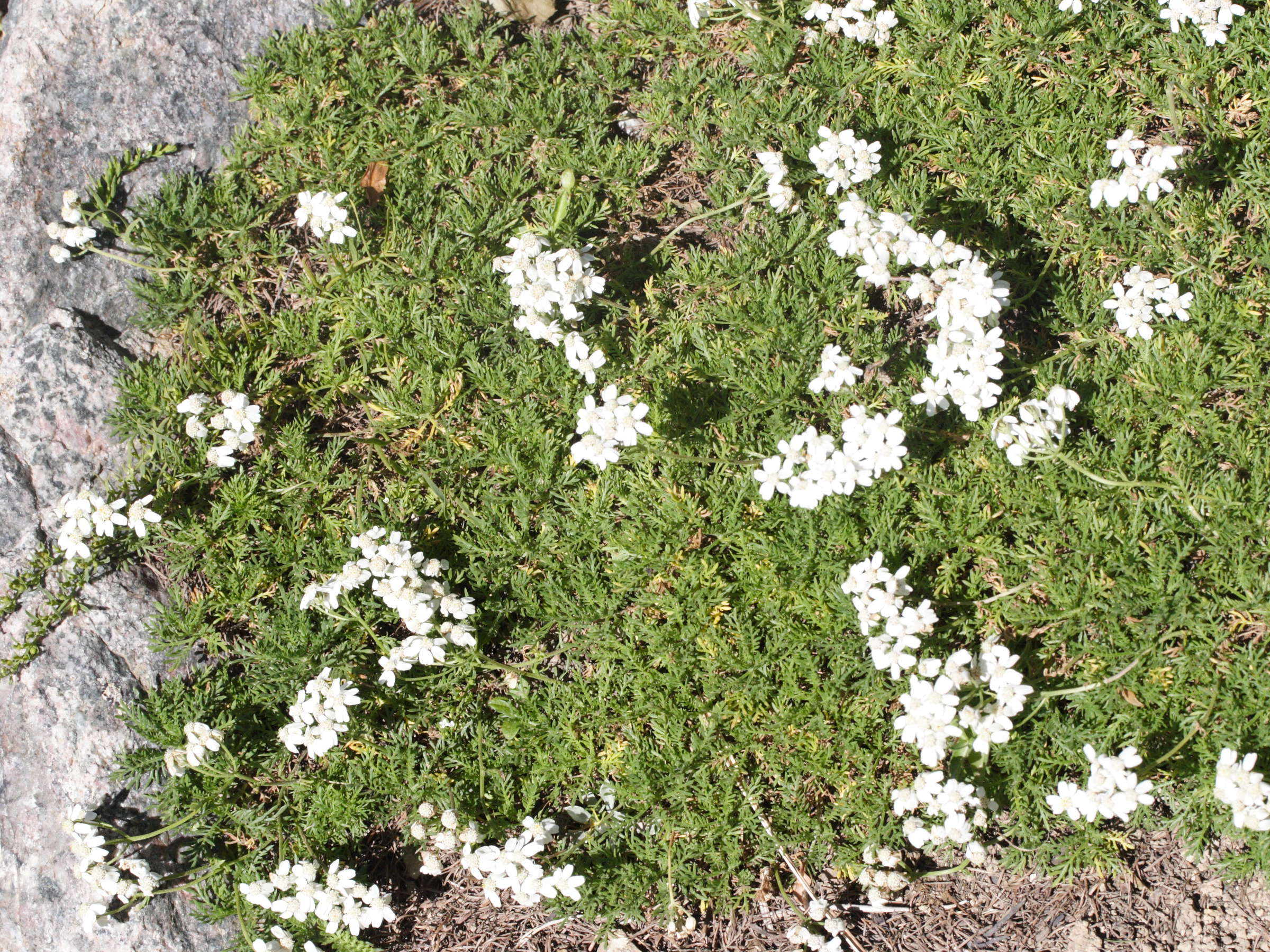 achillea_erba-rotta1md