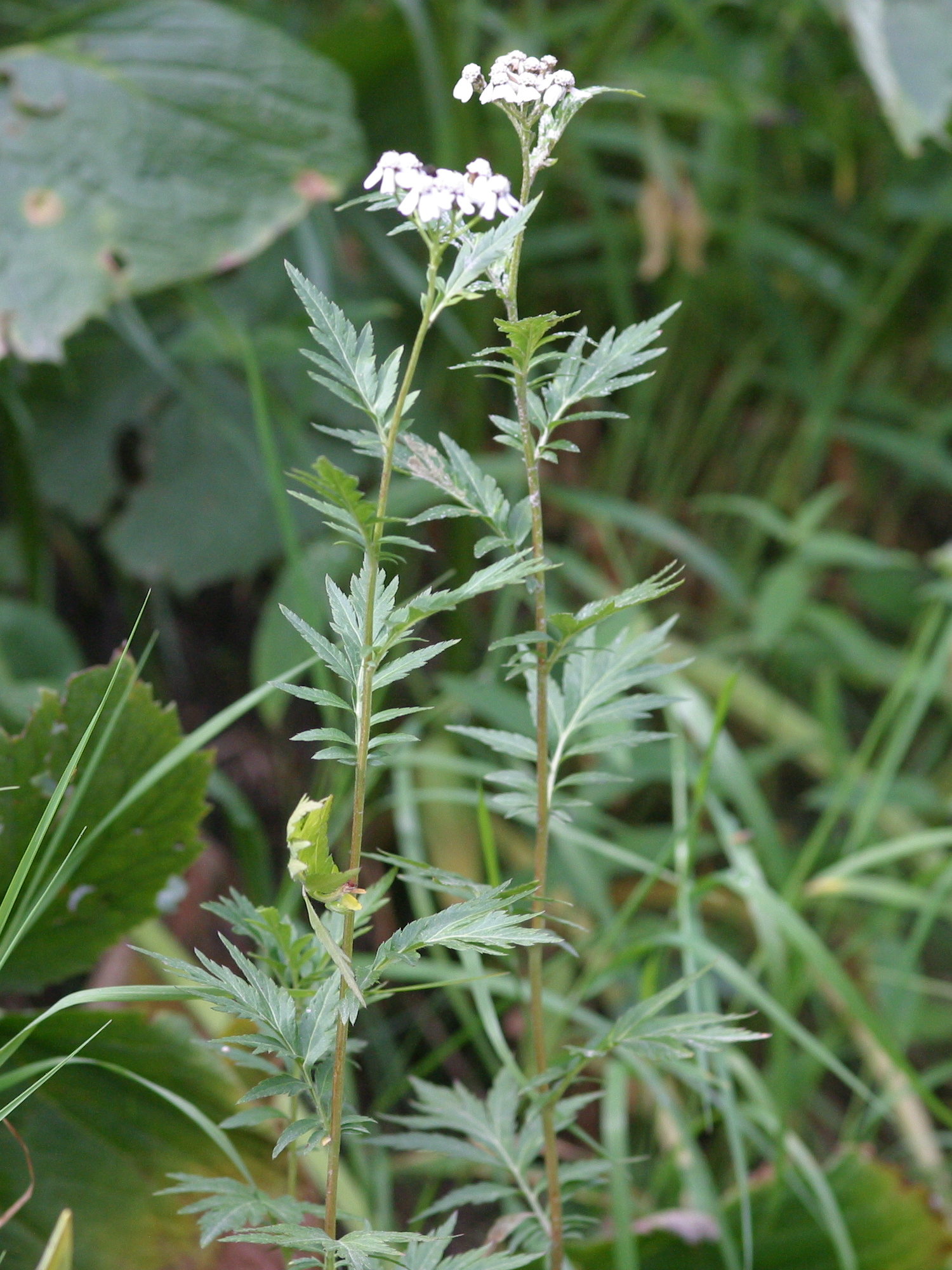 Afficher le média achillea_macrophylla1bd achillea_macrophylla1bd