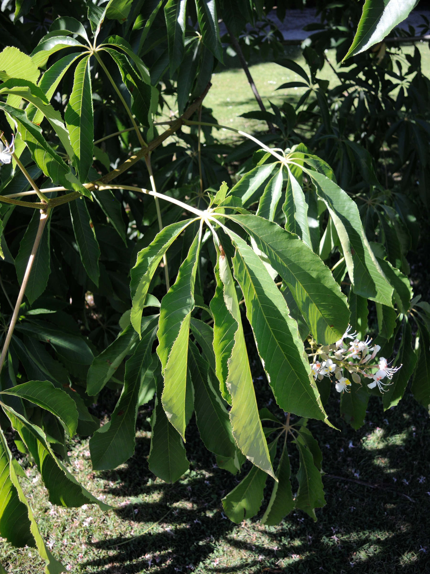 aesculus_chinensis3md