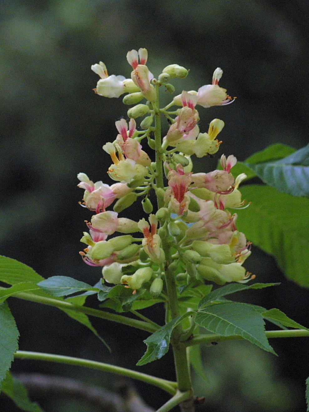 Afficher le média aesculus_x_arnoldiana1md aesculus_x_arnoldiana1md