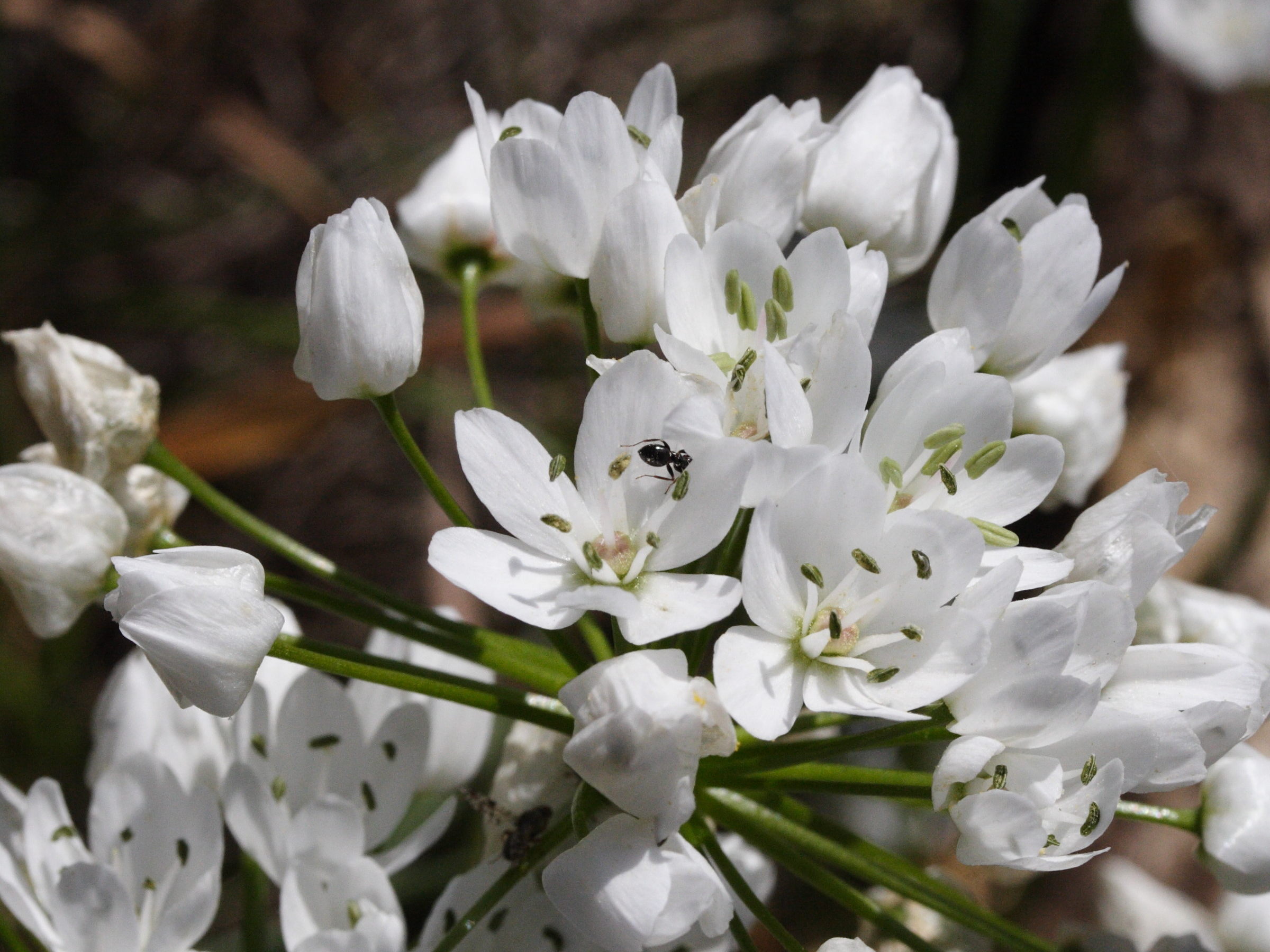 allium_neapolitanum3md
