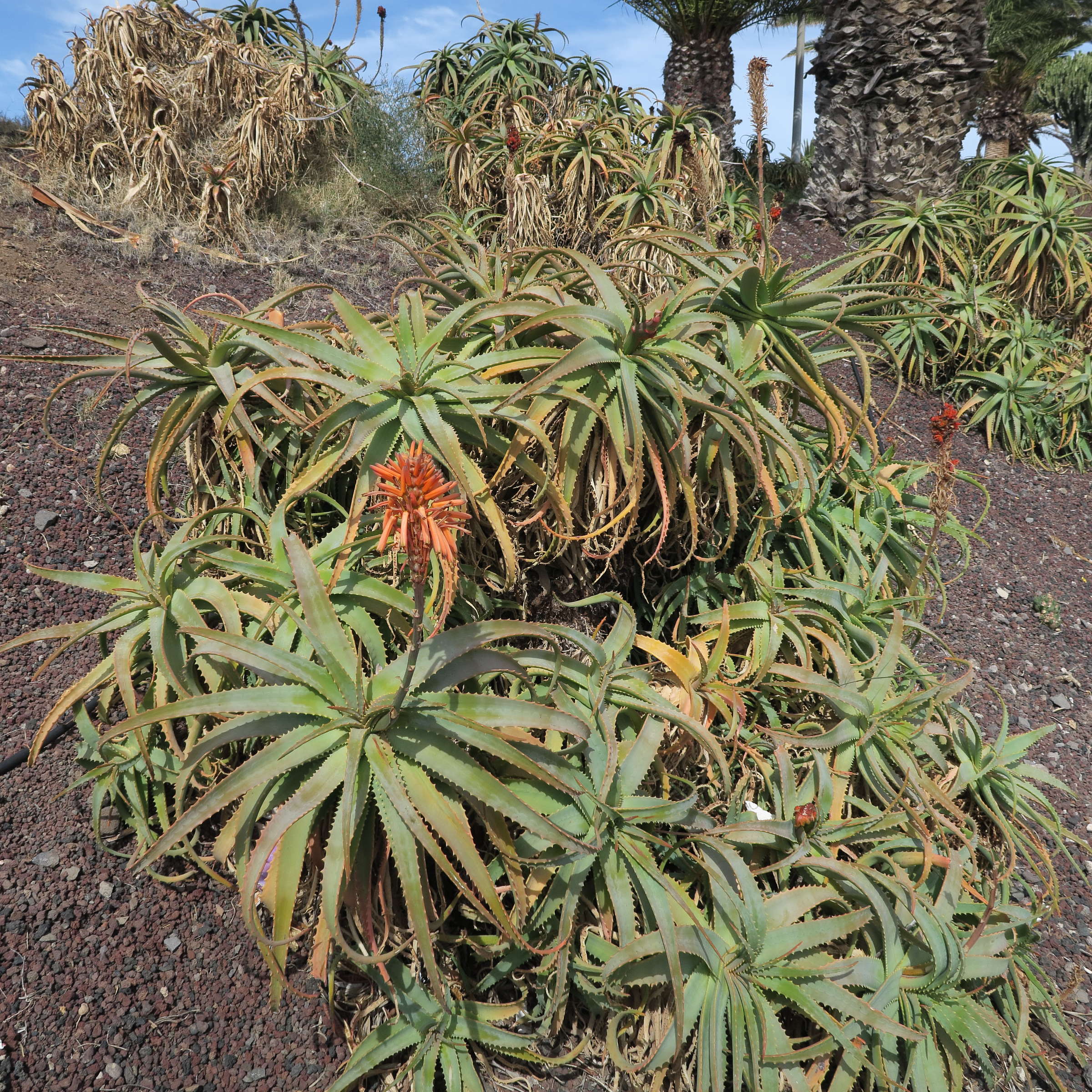 Afficher le média aloe_arborescens4md aloe_arborescens4md