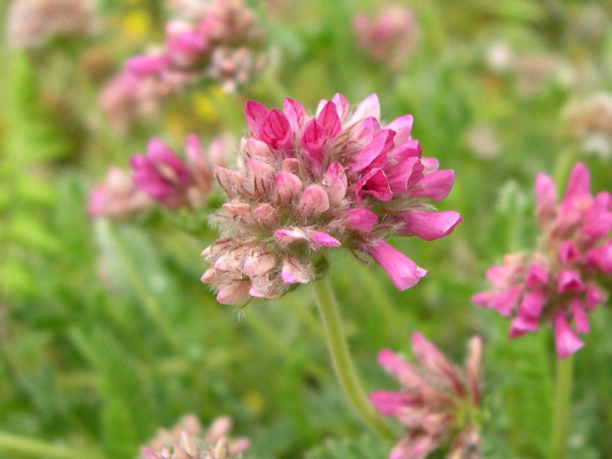 anthyllis_montana3md