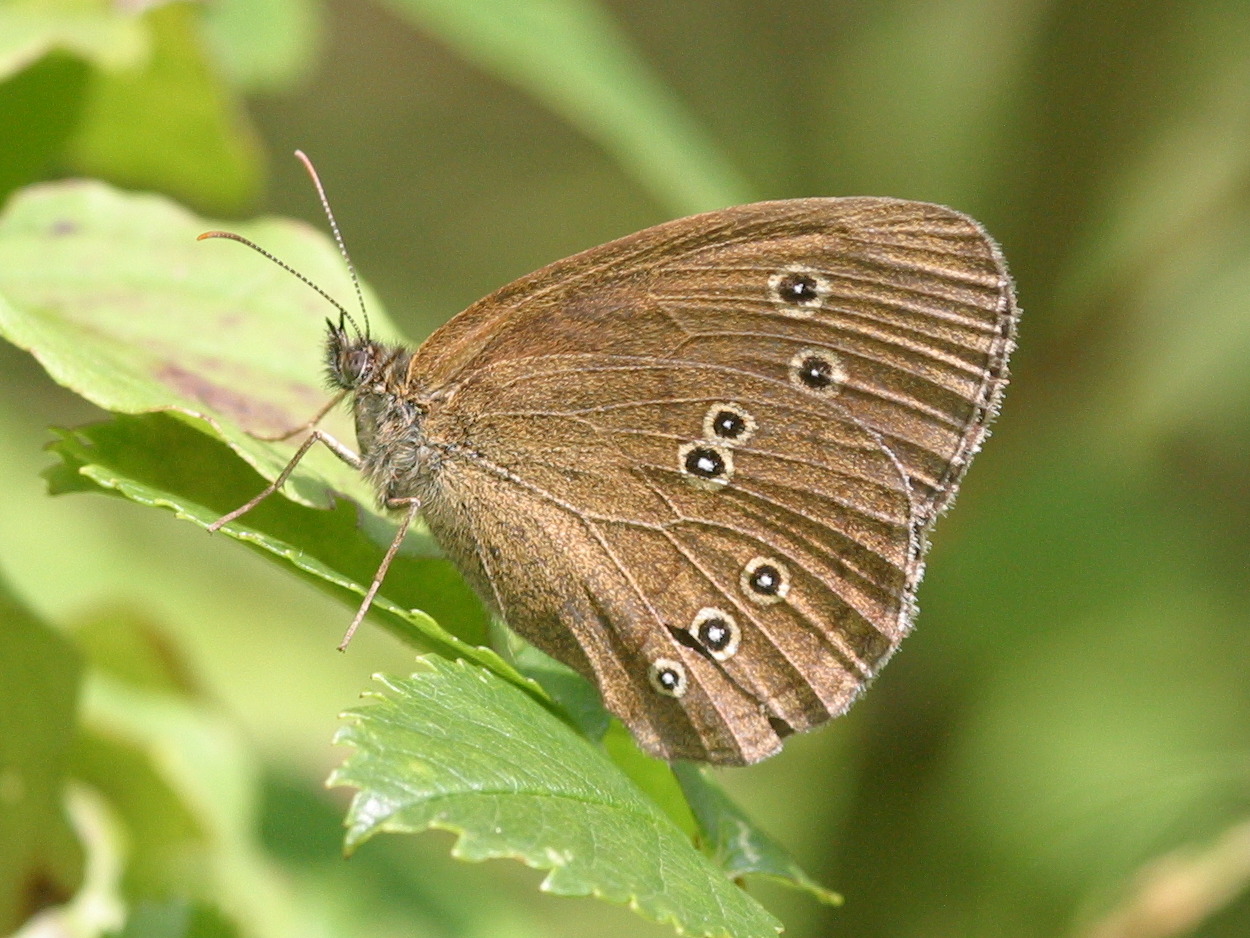 aphantopus_hyperantus2bd