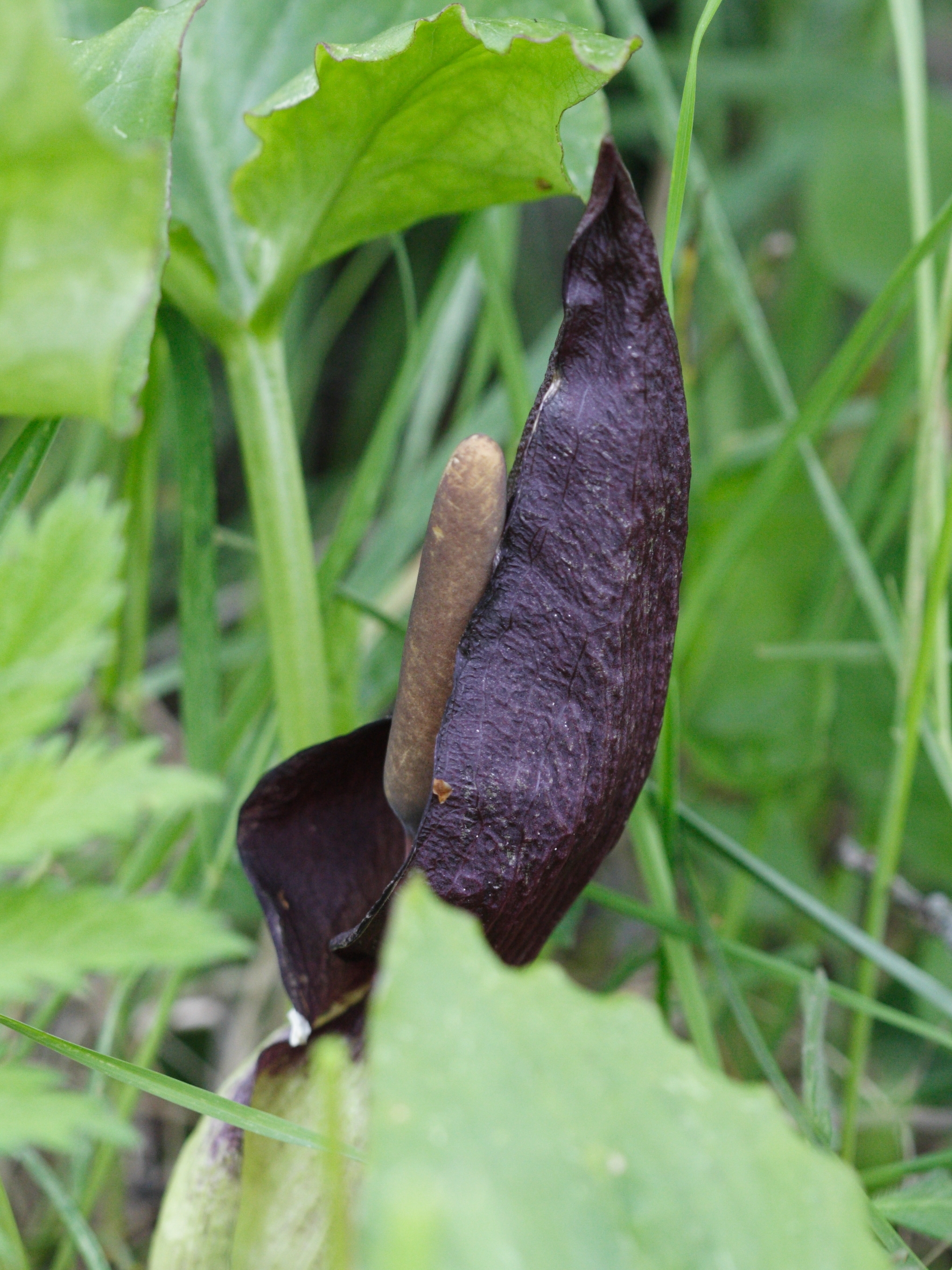 arum_elongatum2md
