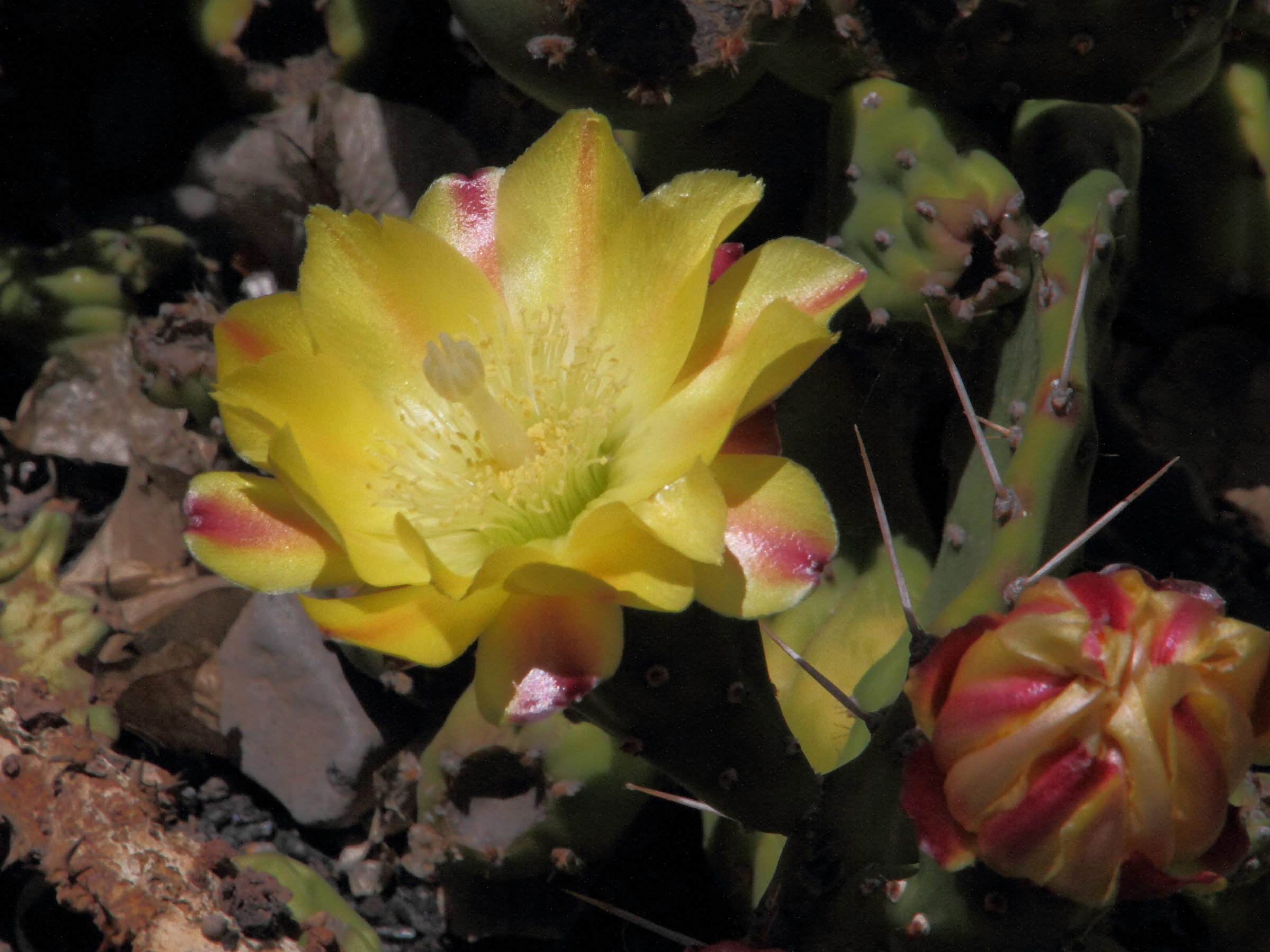 austrocylindropuntia_cylindrica2md