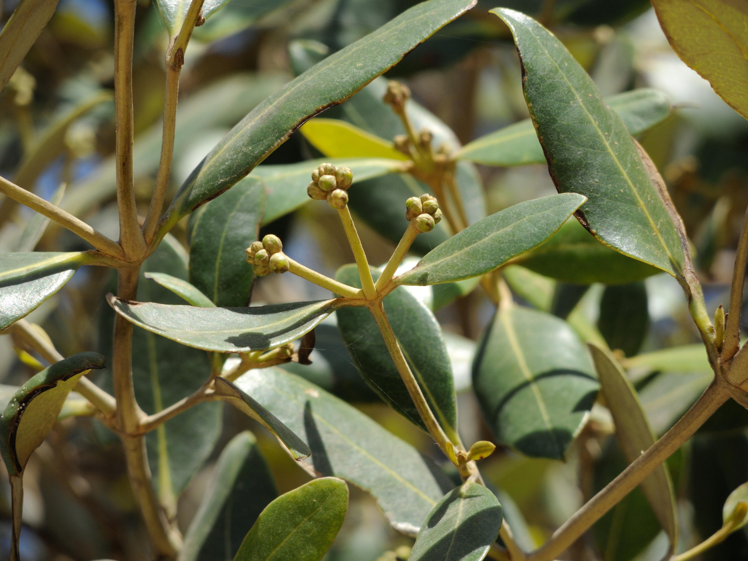 avicennia_marina2md