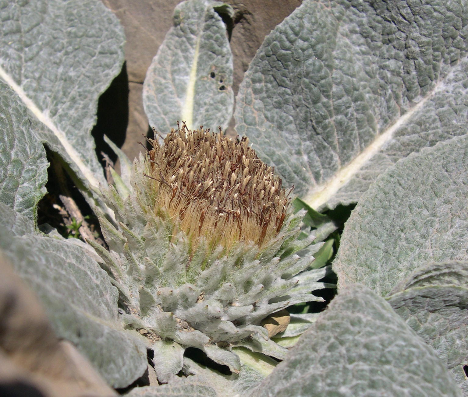 Afficher le média berardia_subacaulis2sd berardia_subacaulis2sd