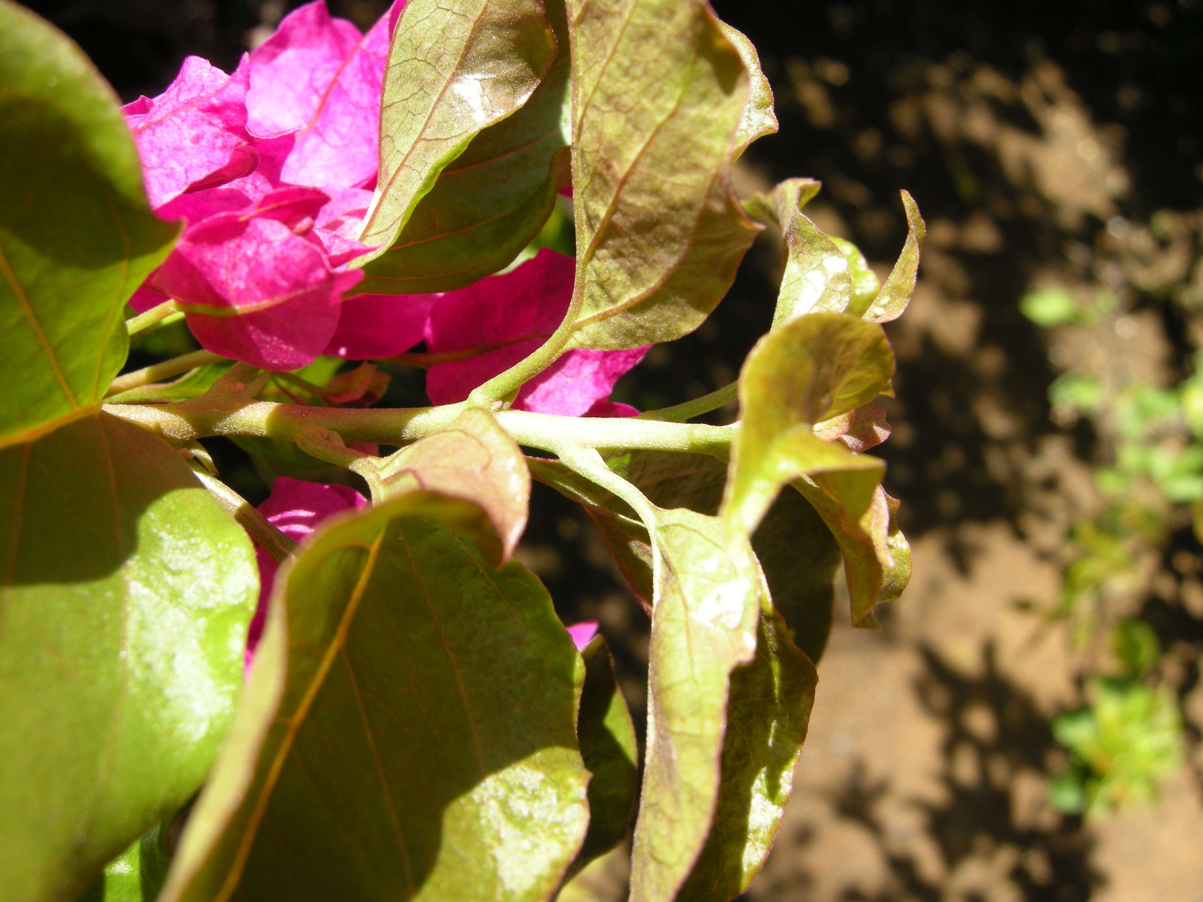 bougainvillea_spectabilis2md