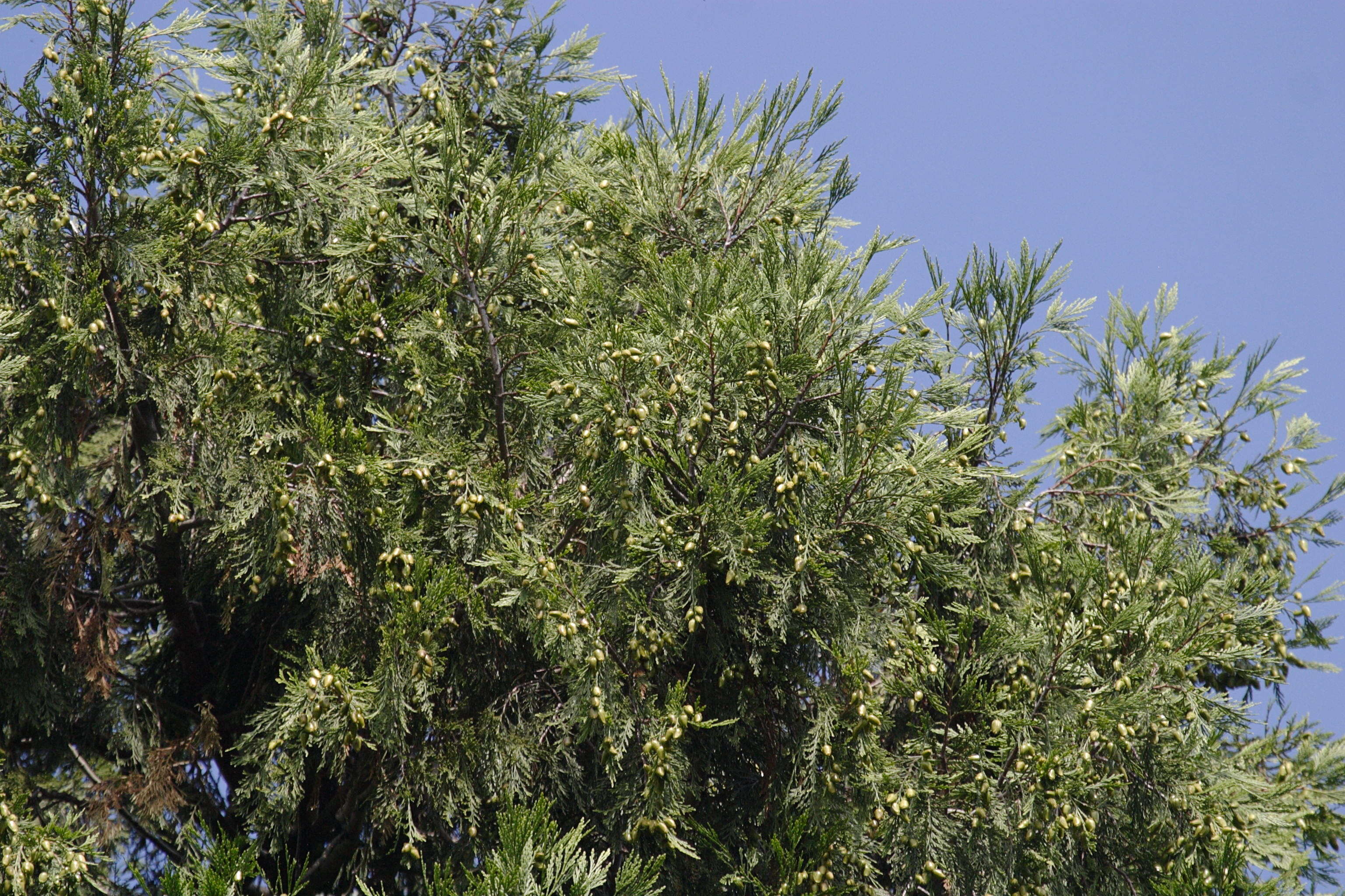 calocedrus_decurrens3bd