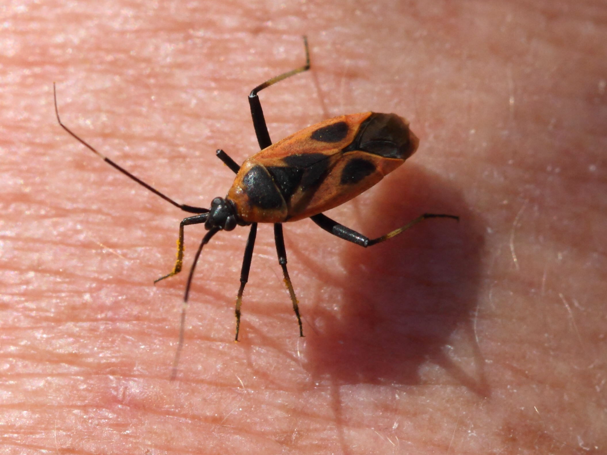 calocoris_nemoralis4bd