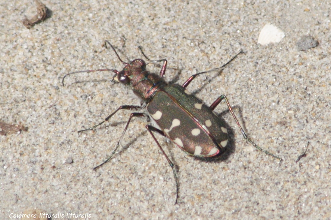 calomera_littoralis_littoralis2md