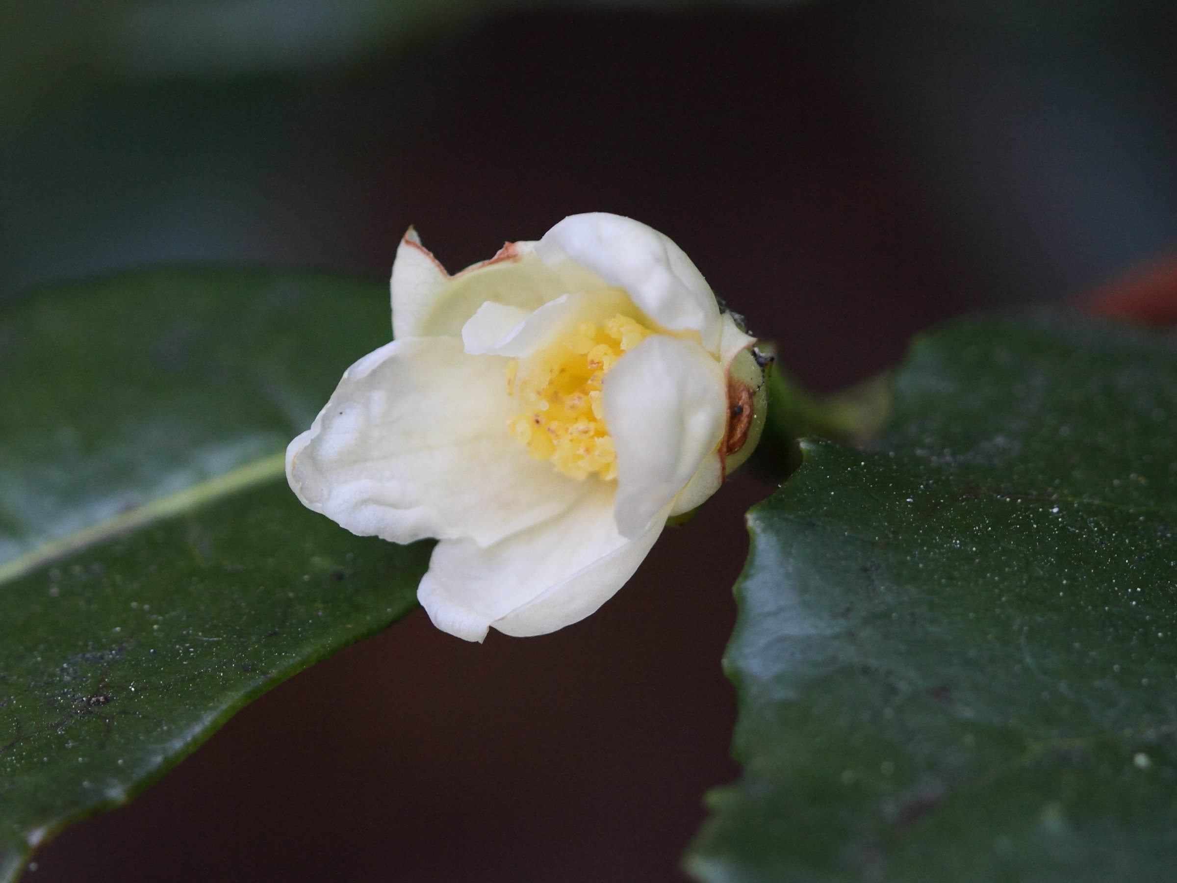 camellia_sinensis3bd