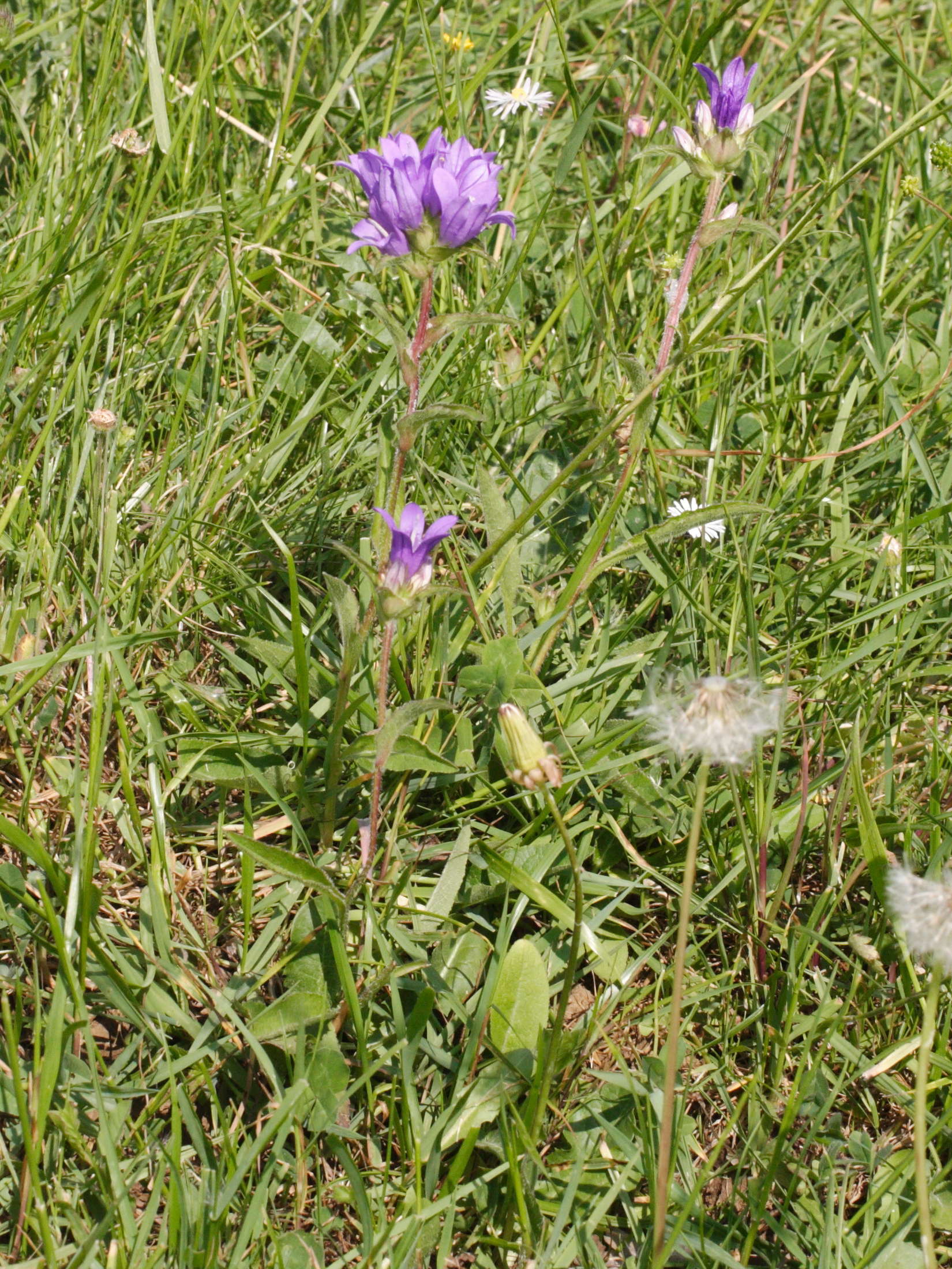 Afficher le média campanula_glomerata3md campanula_glomerata3md