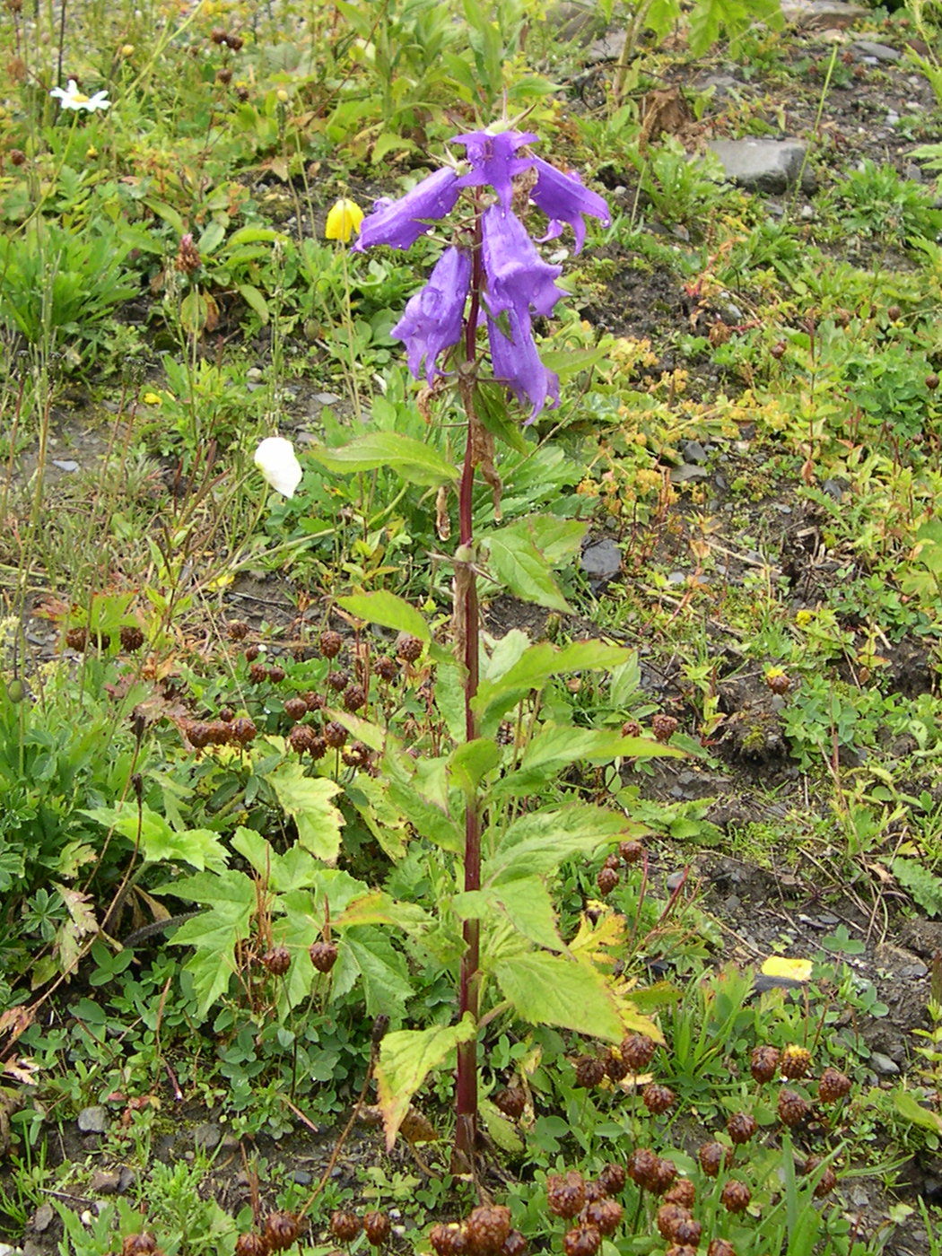 campanula_latifolia1md