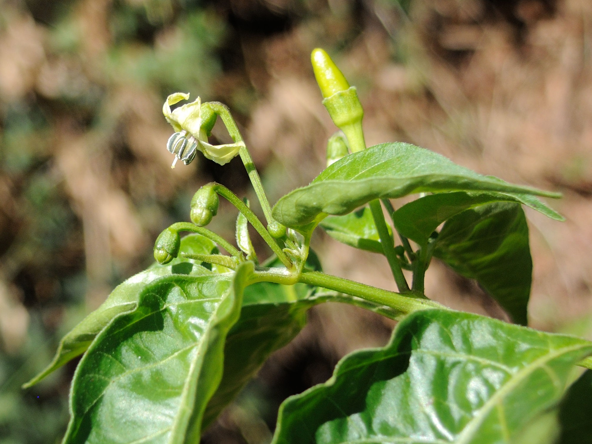 capsicum_frutescens4md