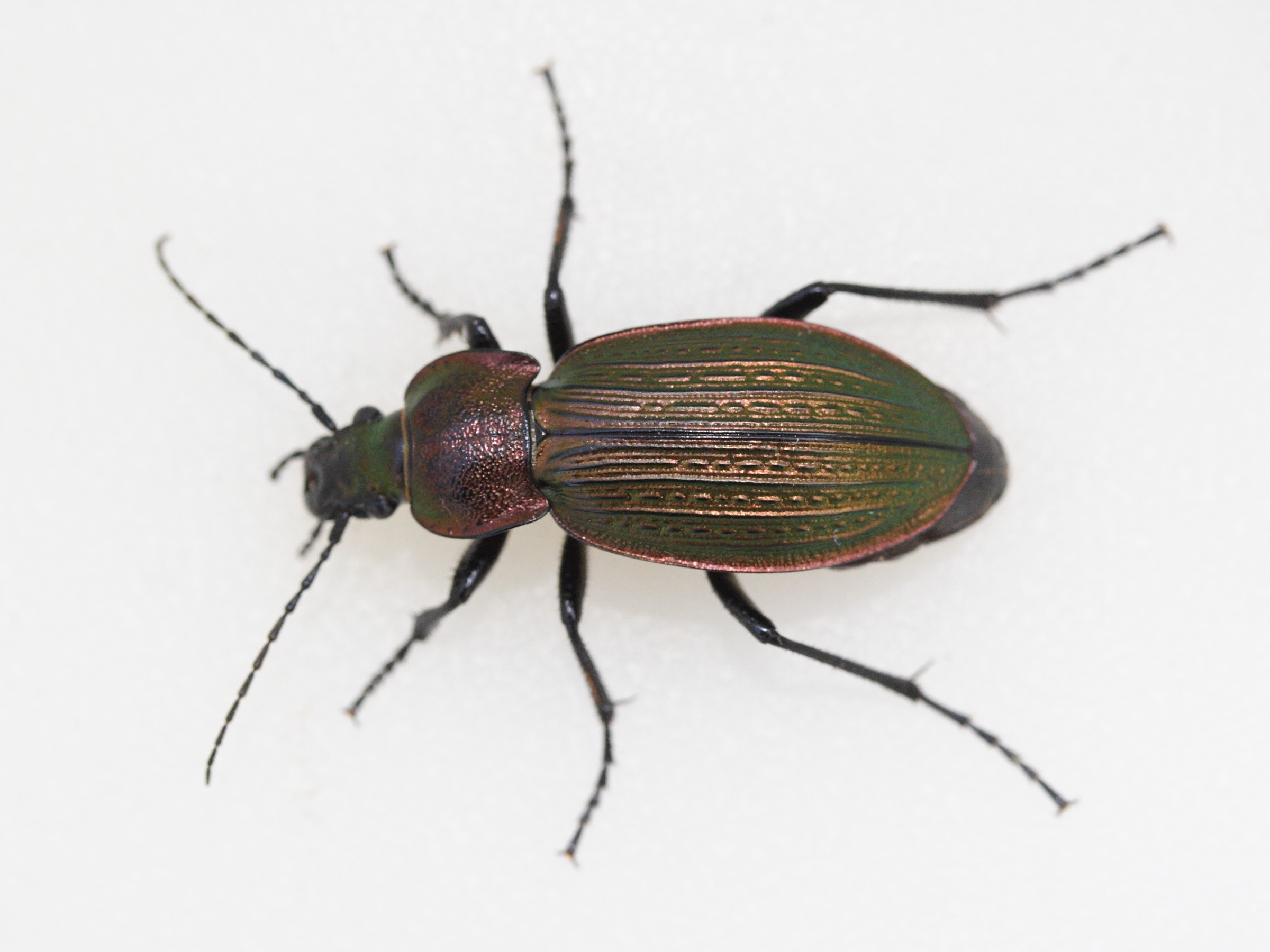 carabus_monilis1md