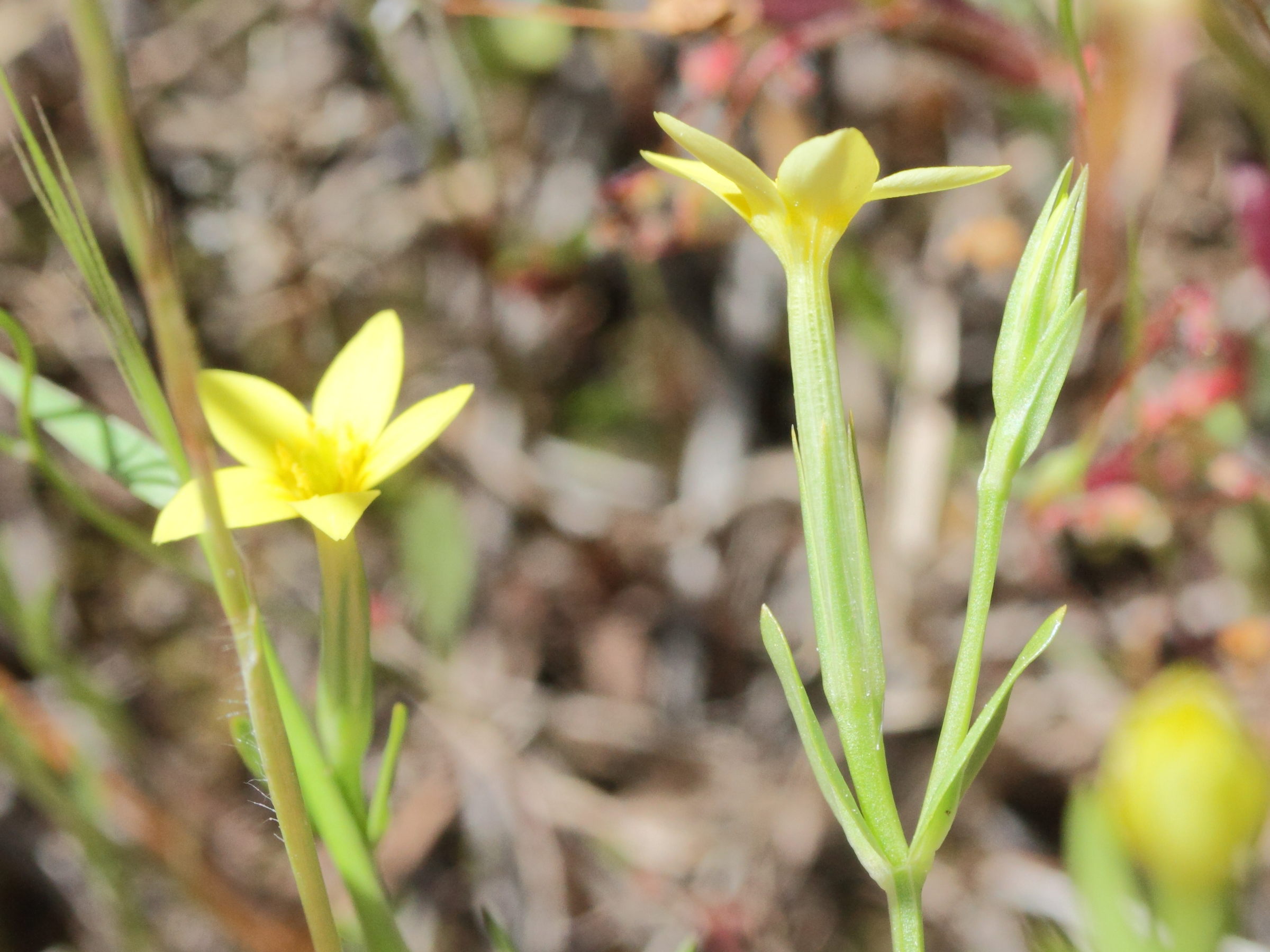 centaurium_maritimum2md
