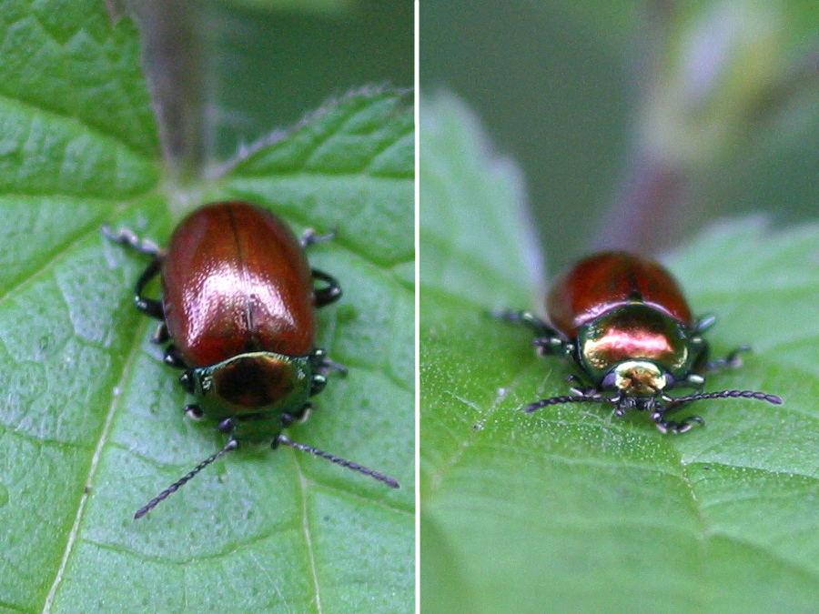 chrysolina_polita1bd