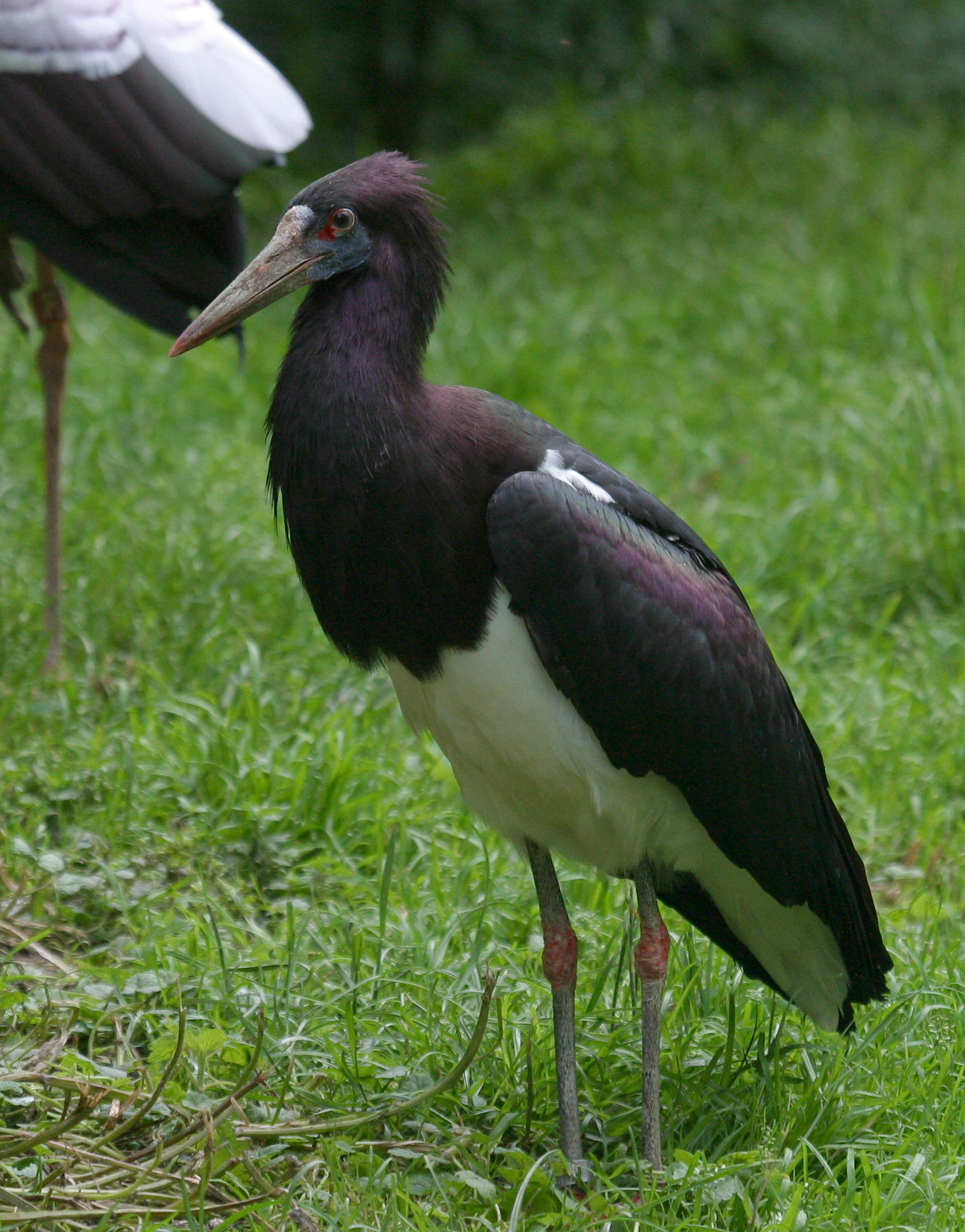 cigogne_d-abdim_-_ciconia_abdimii3bd